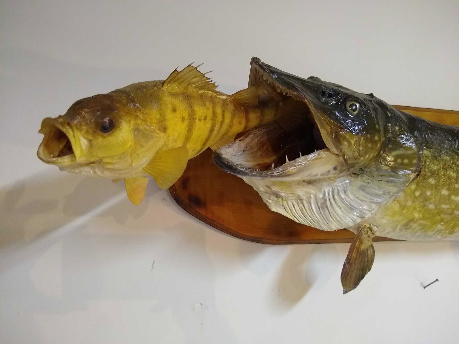 42" Northern Pike chasing Perch: 42"Northern Pike chasing a Perch. Ready to hang on your wall! From the famed Bunny Lee collection.