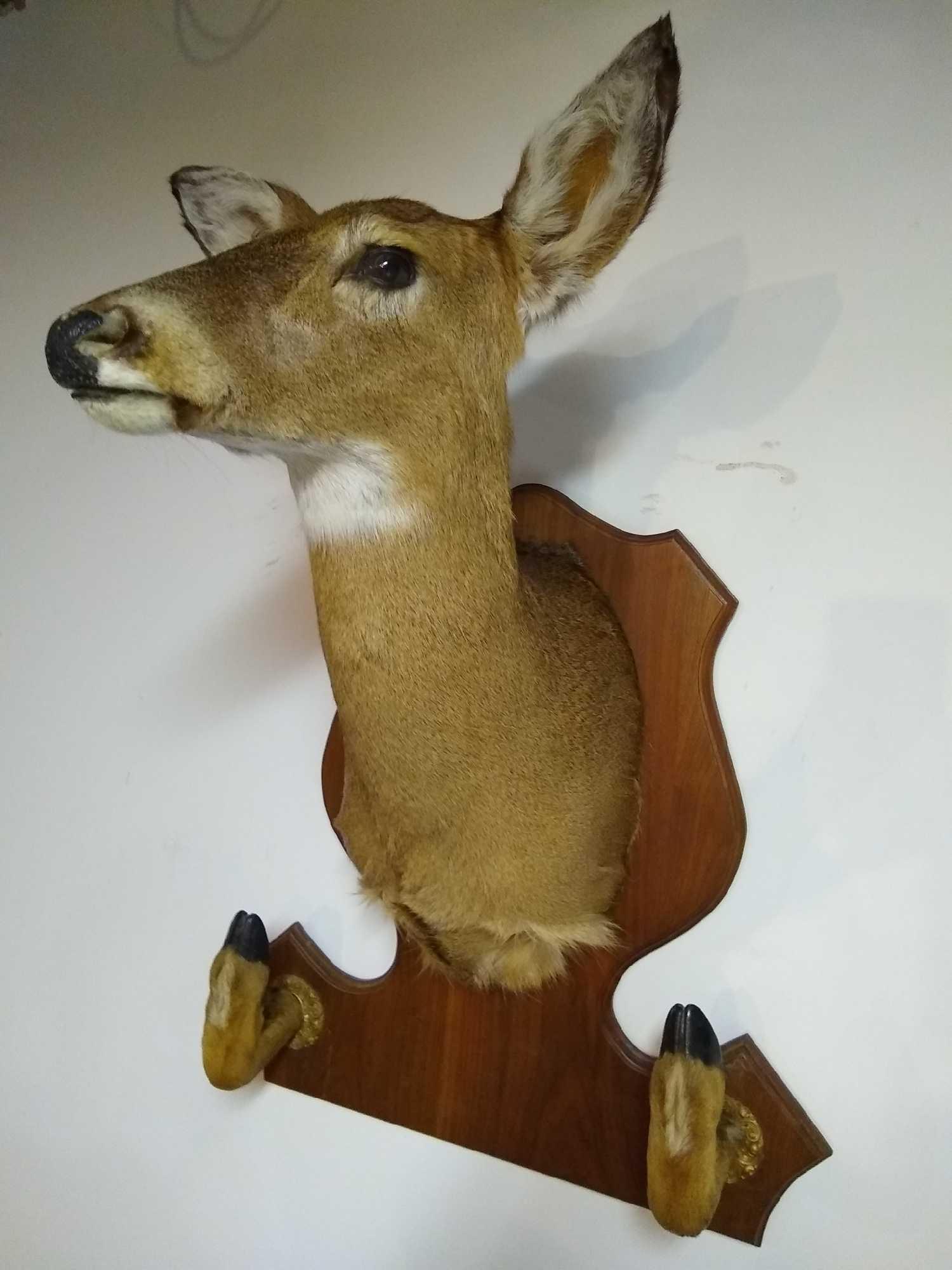 Beautiful Whitetail Doe on Plaque: Beautiful Whitetail Doe mounted on a plaque with gun rack. Put her beside that trophy Buck of your's. Excellent condition. 23"w x 30"h.