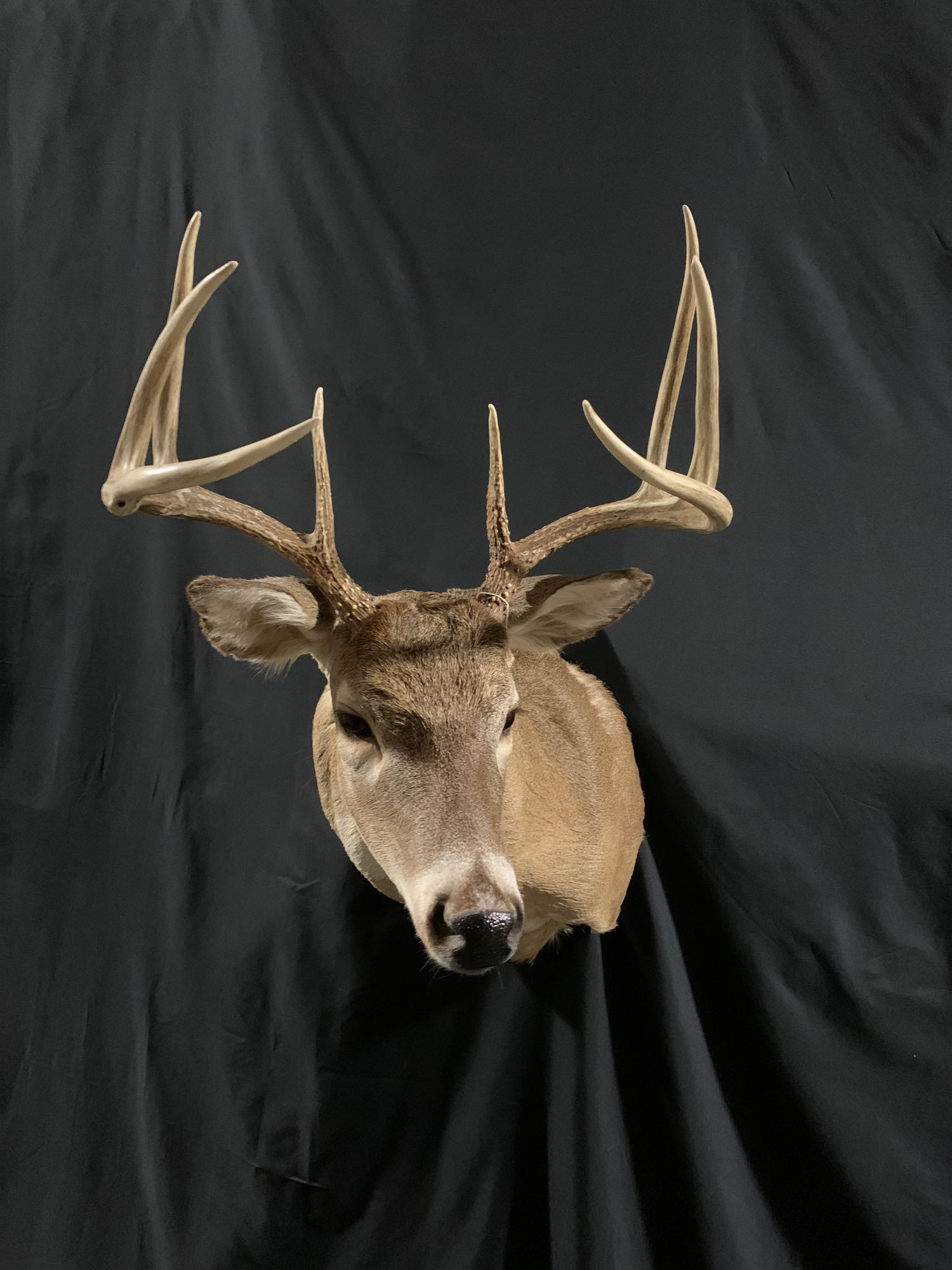 Whitetail shoulder mount: Eight point Whitetail shoulder mount Nice clean mount