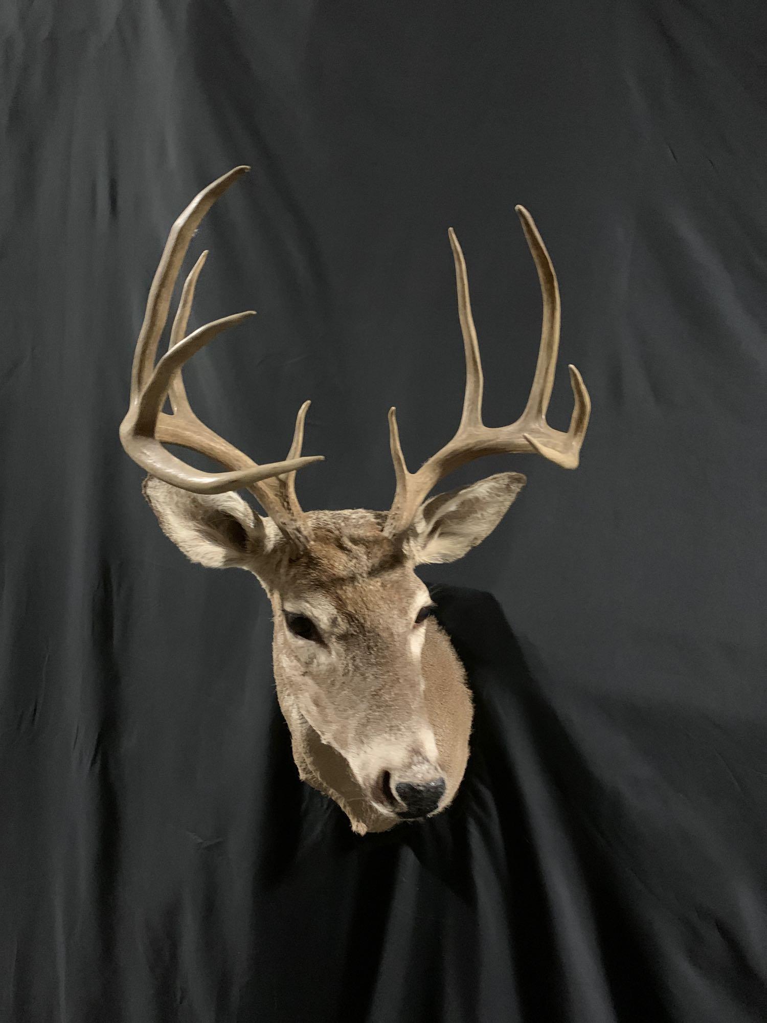 Whitetail shoulder mount: nice clean 10 point Whitetail shoulder mount