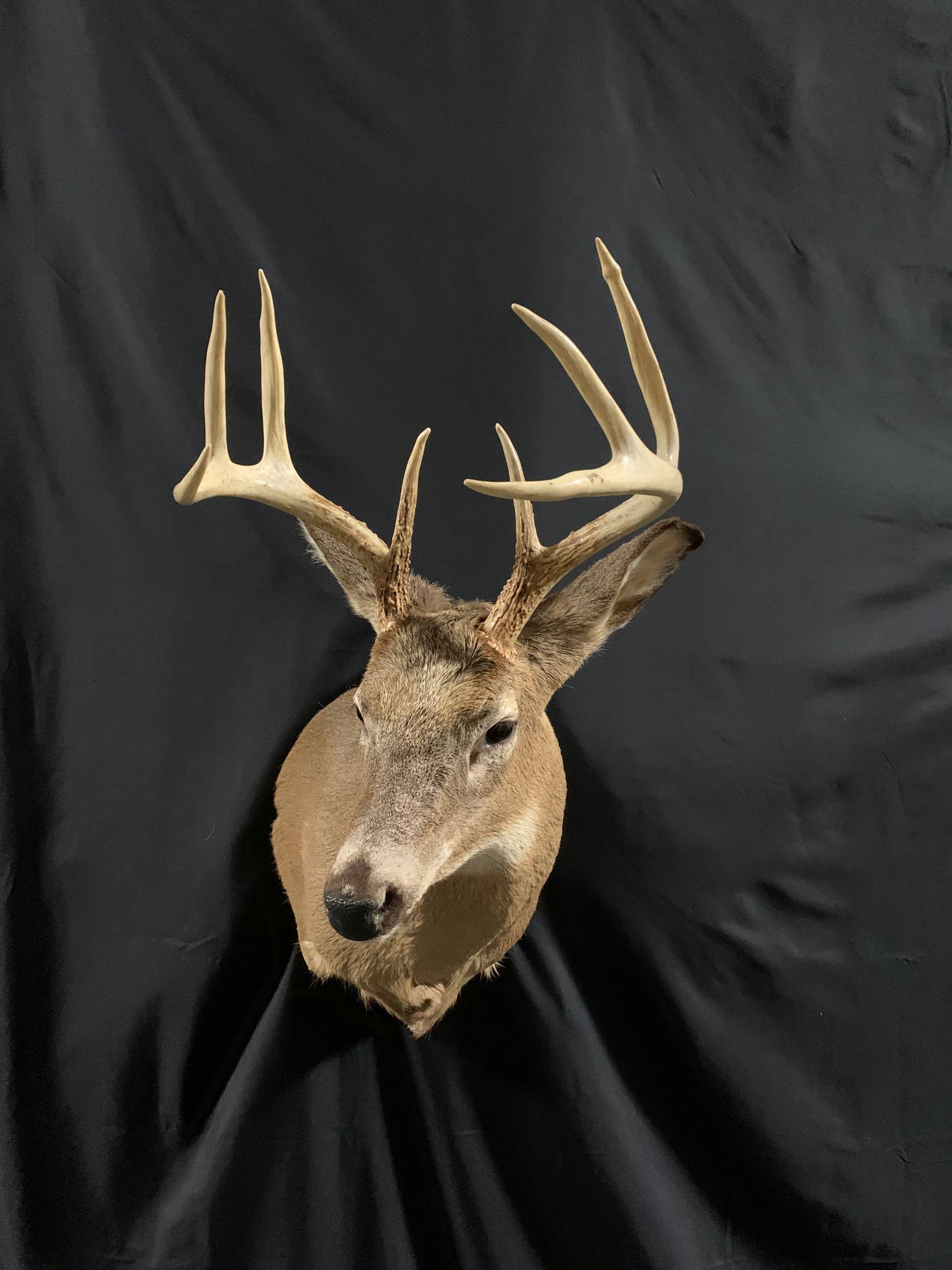 Whitetail shoulder mount: Nice clean Eight point white tail shoulder mount