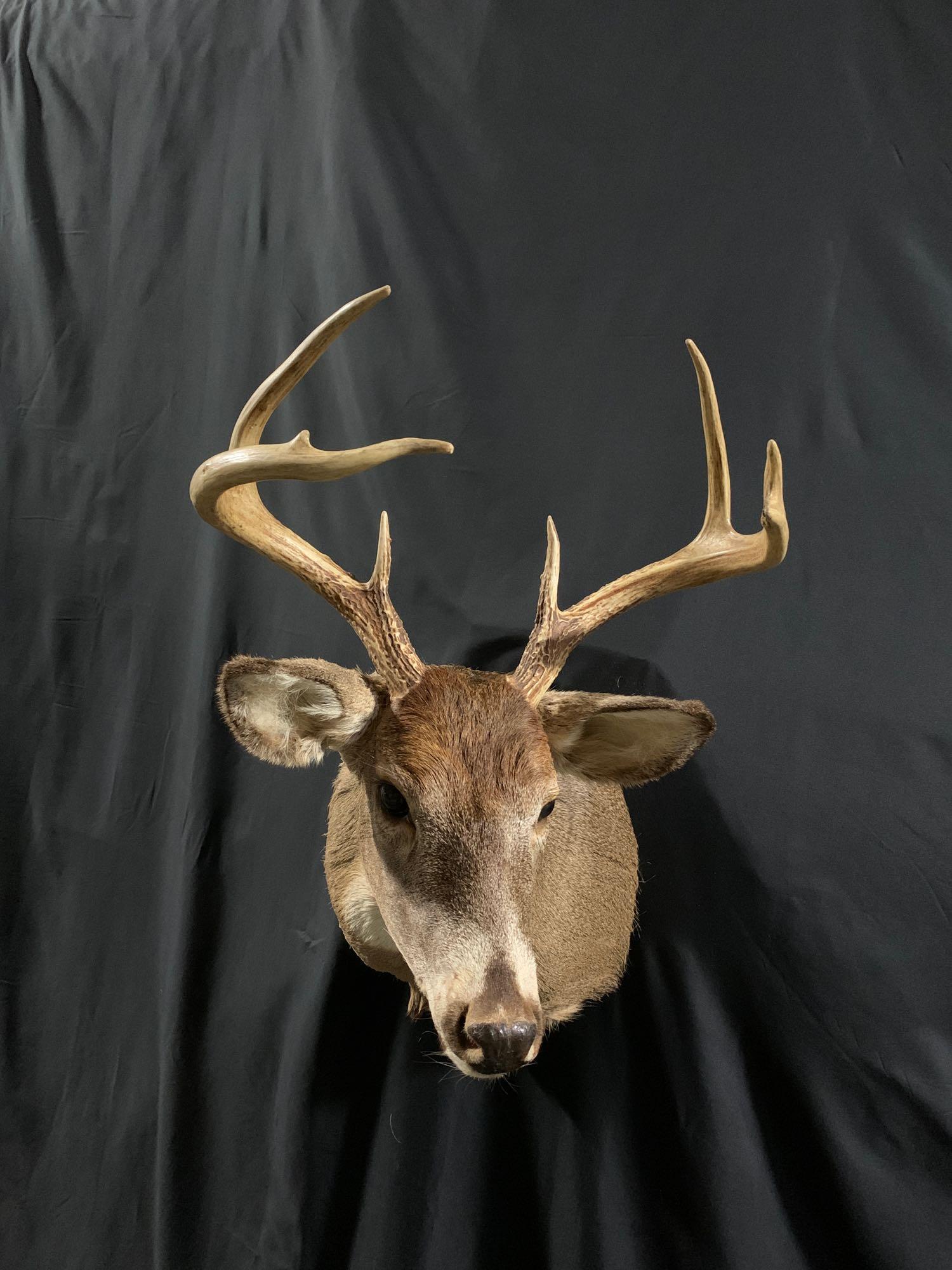 Whitetail shoulder mount: Nice cleanEight point white tail shoulder mount