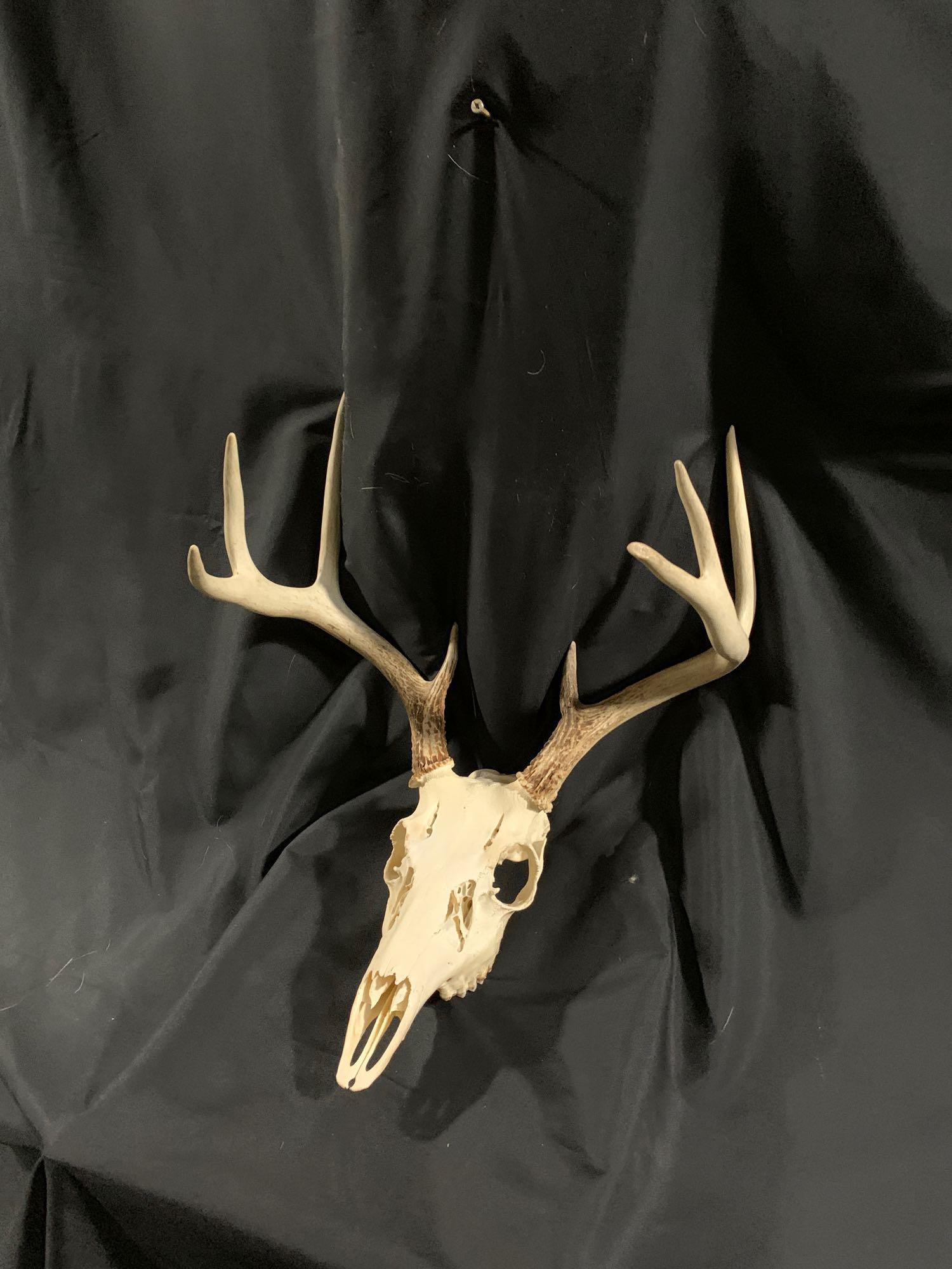 Whitetail European mount: Eight point white teal European mount