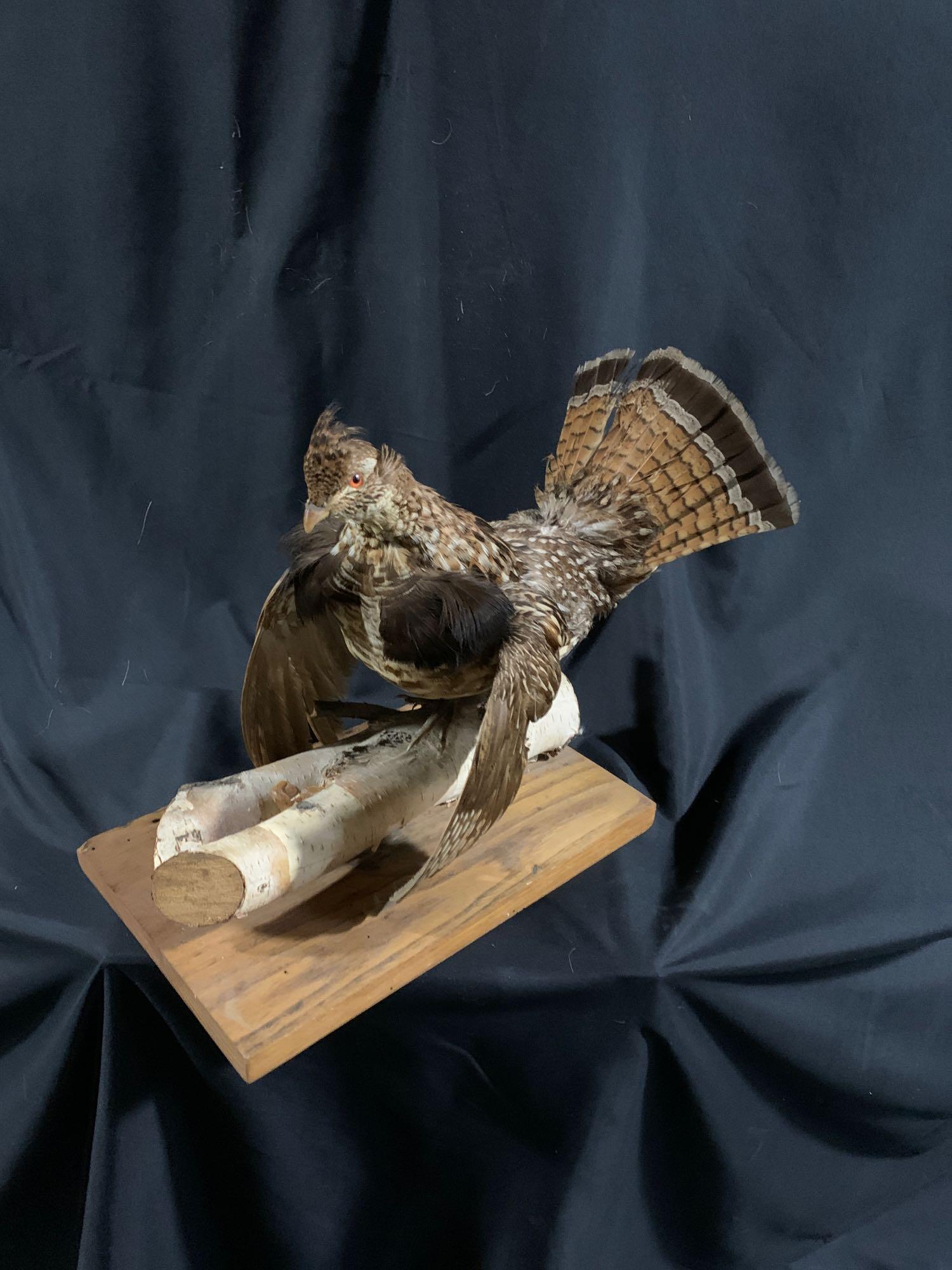 Full body grouse: Full body grouse , Very nice mount .Grouse are getting harder and harder to find