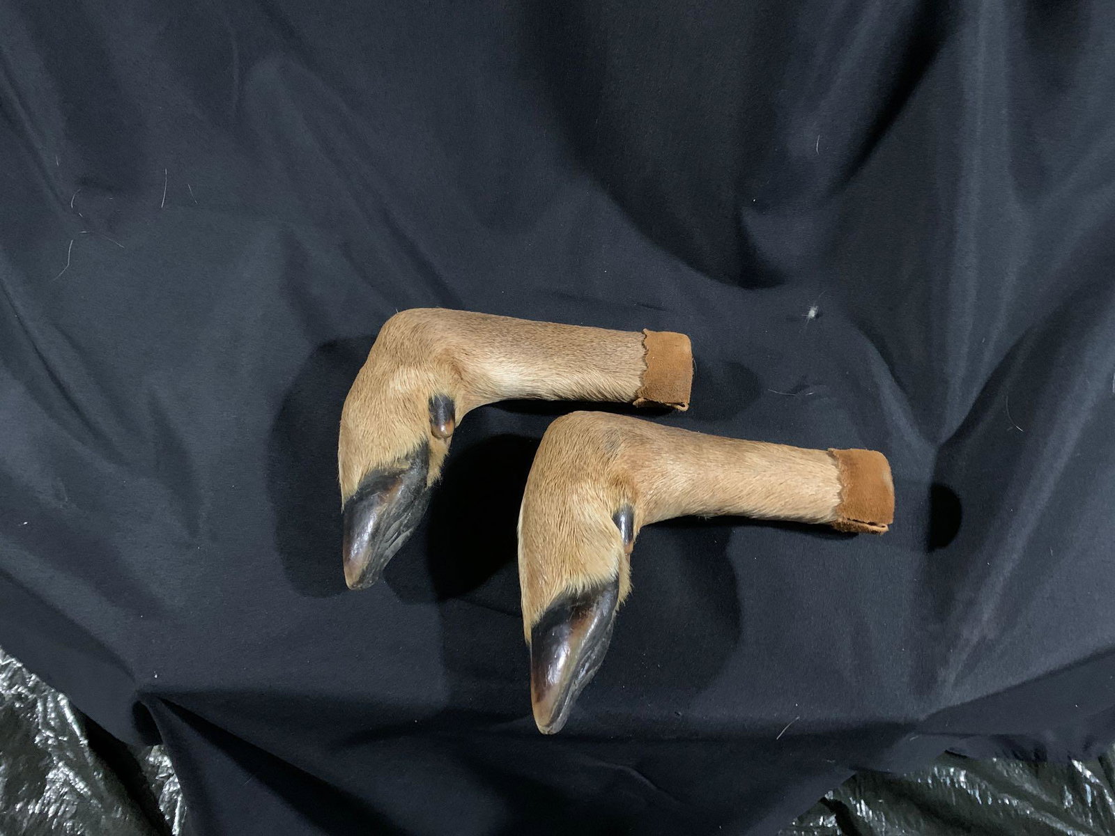 White tail deer feet: White tail deer feet