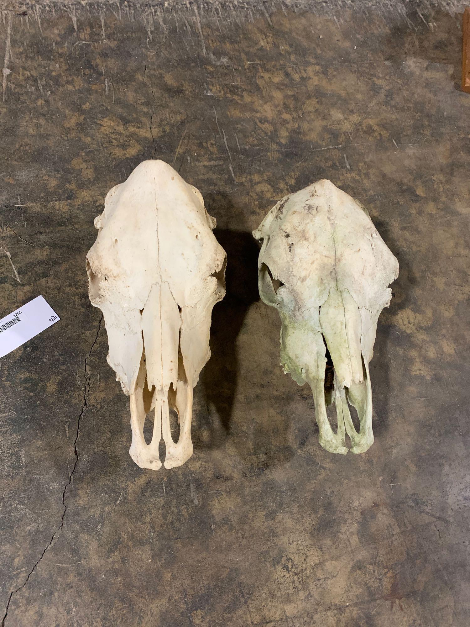 To Cow skulls: 2 Cow skulls another great set for the collectors out there or the Oddity people