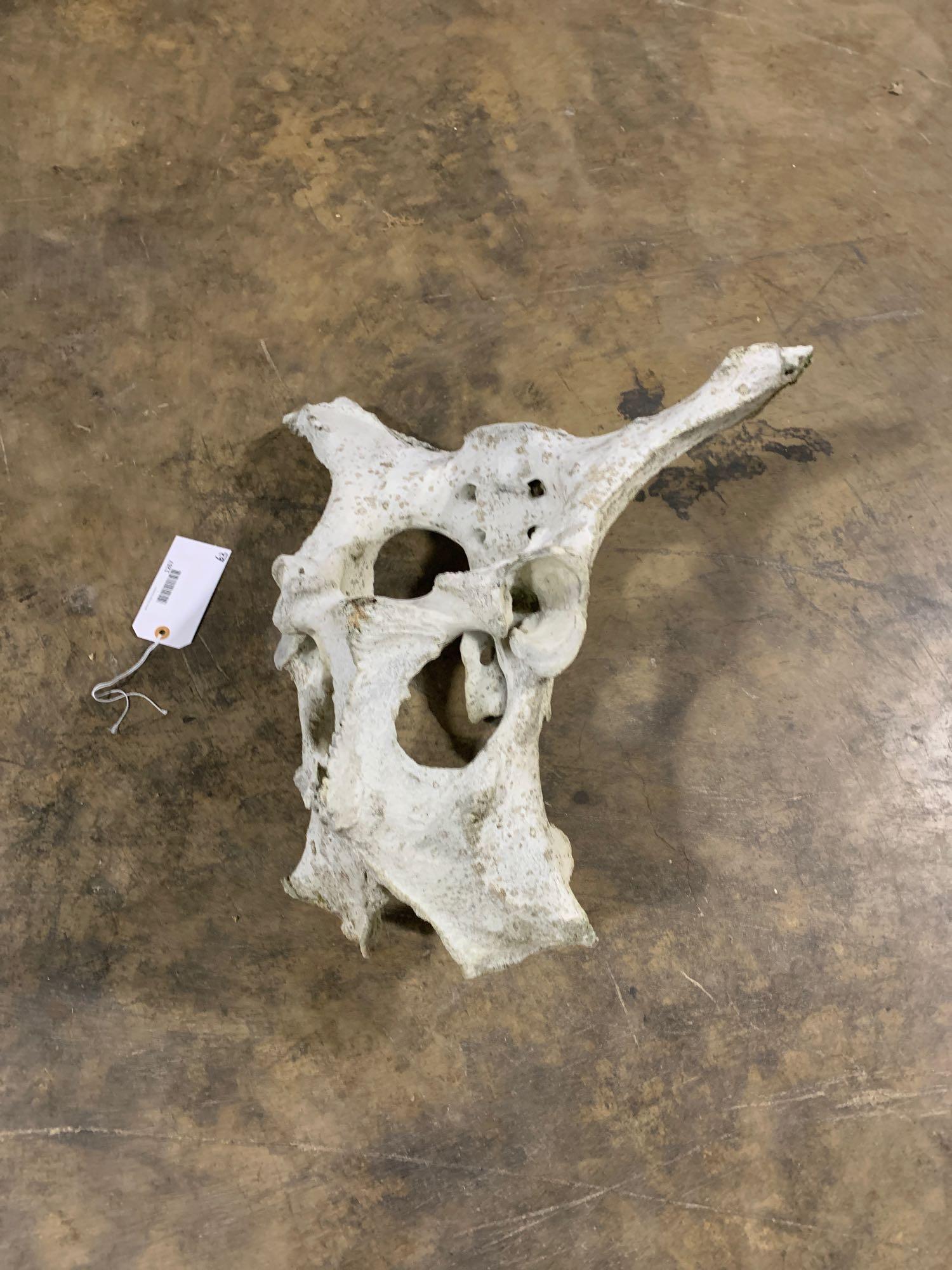 Cow pelvis: Cow pelvis