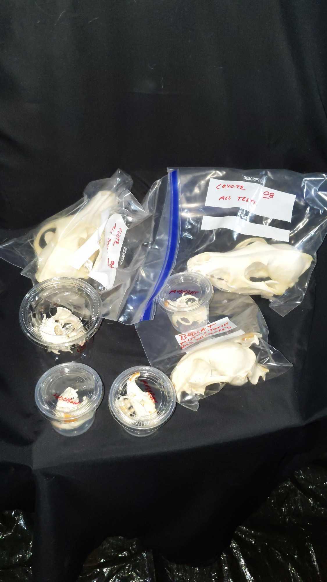 Miscellaneous skull lot: Includes two coyote skulls, bobcat skull, woodchuck, and three muskrat skulls. Great srart up set all for one money