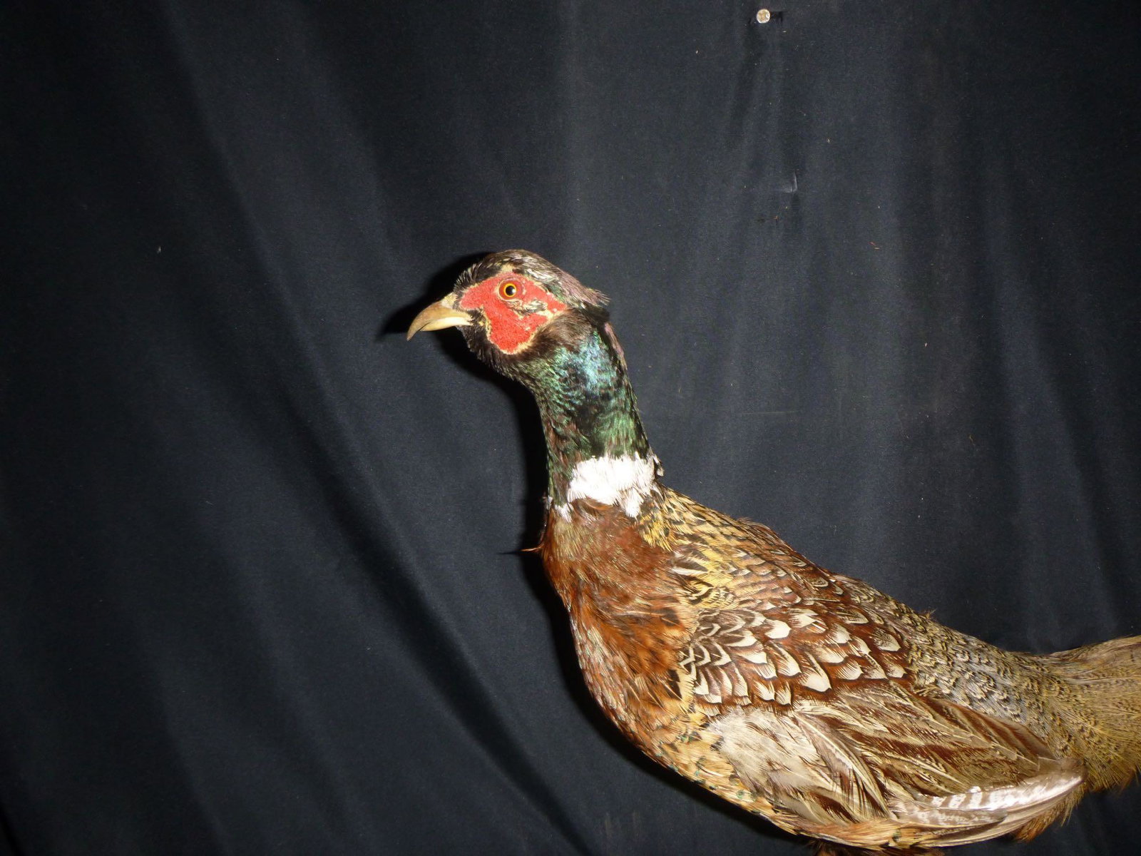 Ringneck pheasant: Ringneck pheasant , Part of the Beaver Creek Wildlife eduction center collection ,. All money goes to a great cause