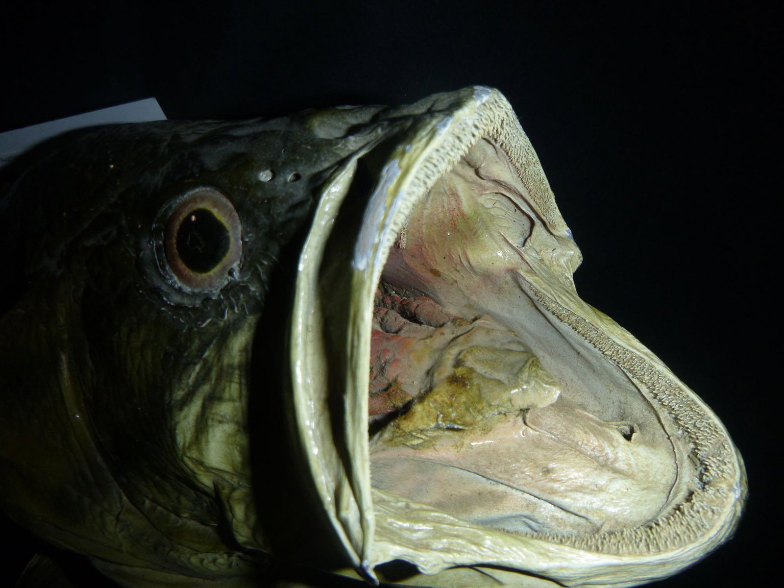 Largemouth bass: Largemouth . Part of the Beaver Creek Wildlife Eductional center collection . All money goes to a great Cause