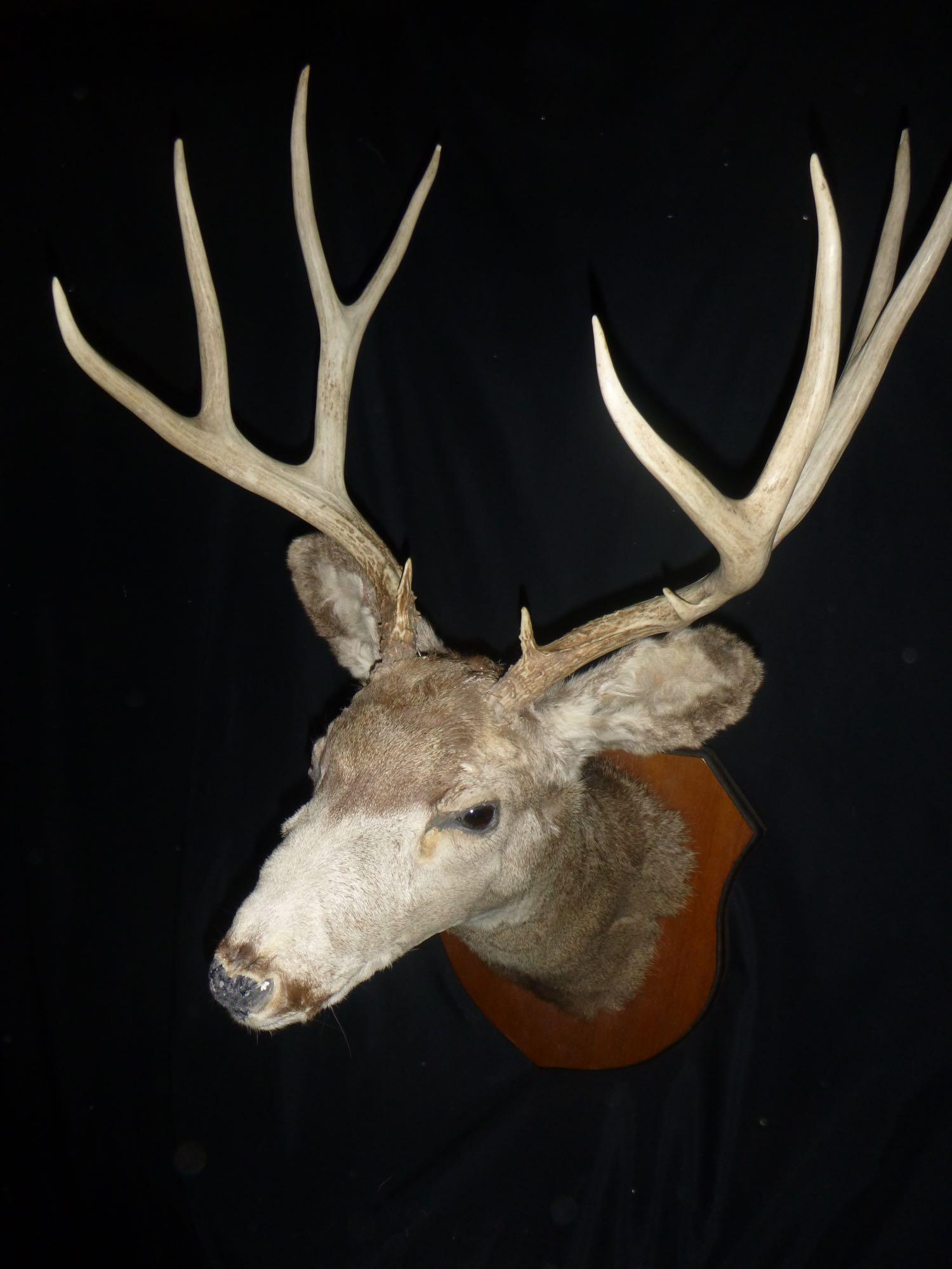 Mule deer: Mule deer shoulder mound . Part of the Beaver Creek Wildlife Eductional Center Collection . All money goes to a great cause