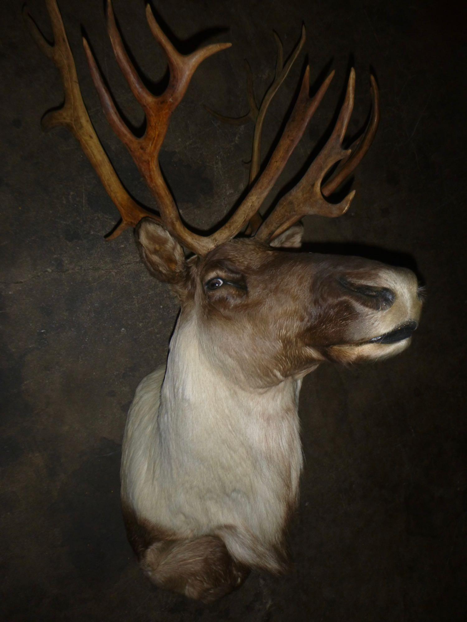 Caribou: Alaskan Yukon caribou. Part of the Beaver Creek Wildlife Eductional Center collection . All money goes to a great cause
