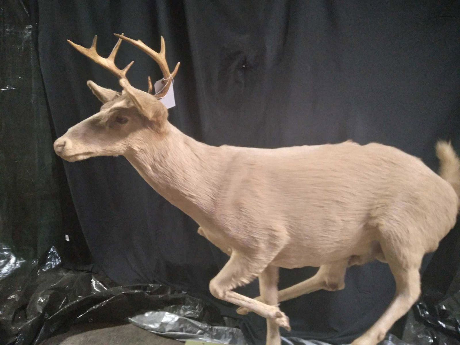 Majestic Cream color Whitetail deer: This is a very rare majestic Cream colored Whitetail deer . Is color is more rare then the majestic black whitetail tail . Just needs a new base . This is another mount coming fron the beaver Creek Wi
