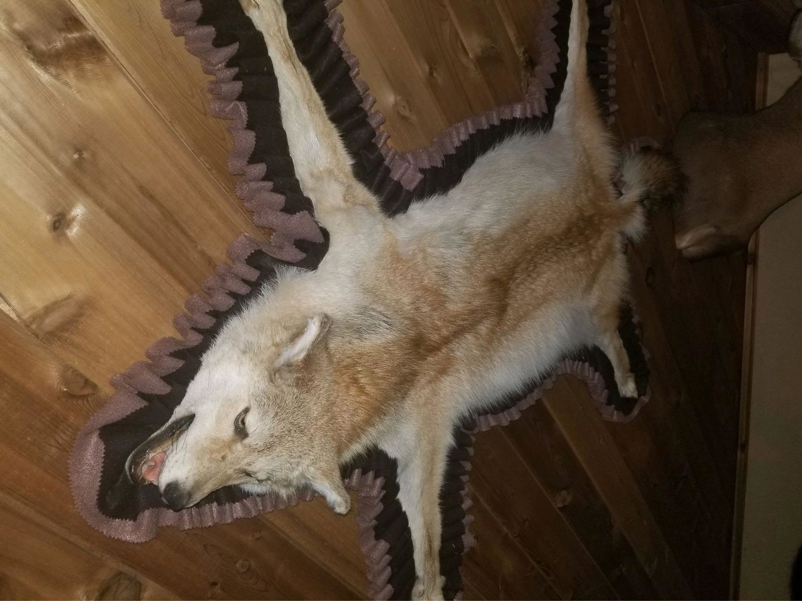 Coyote rug: .