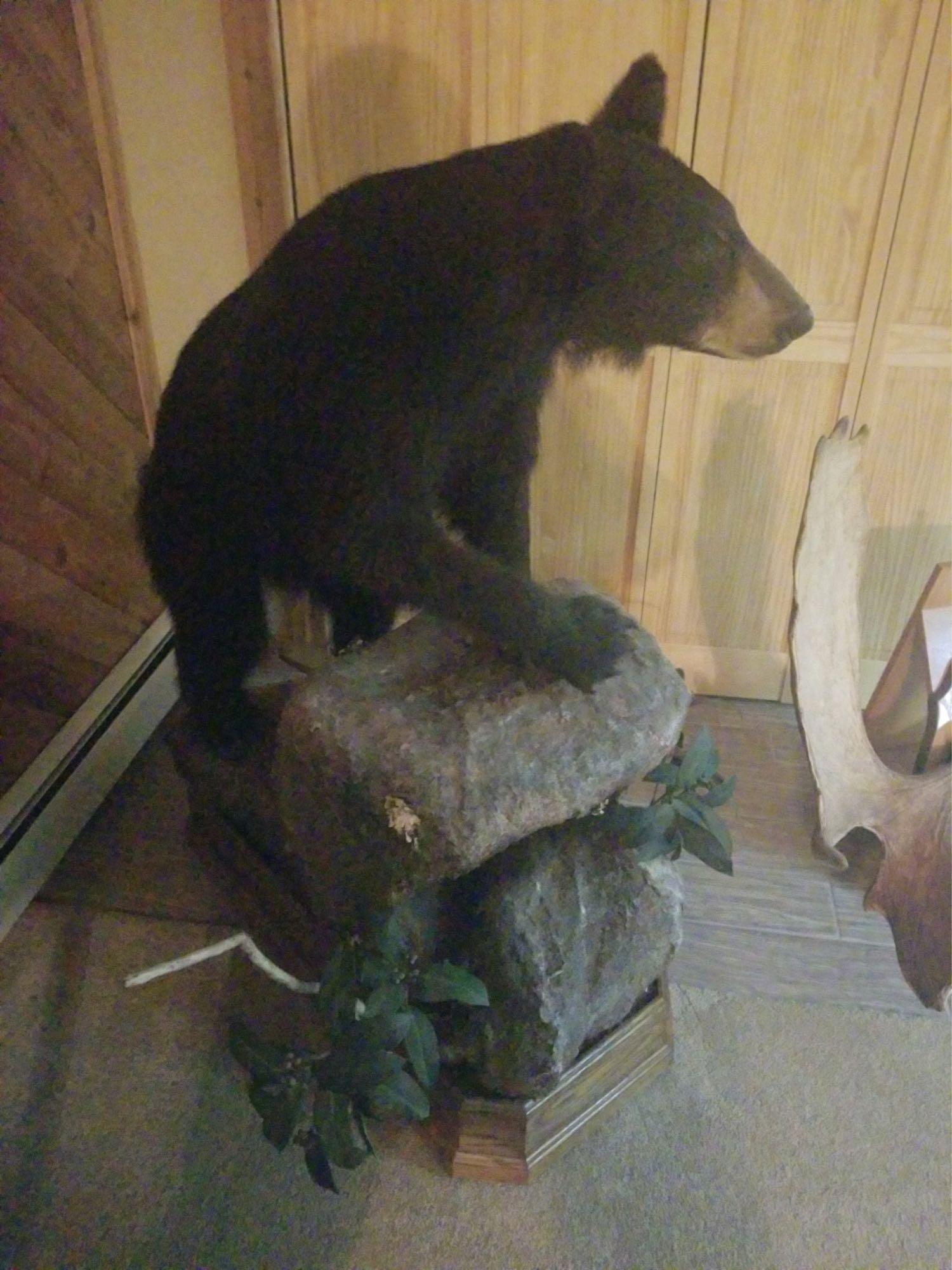 Full body black bear: Full body black bear