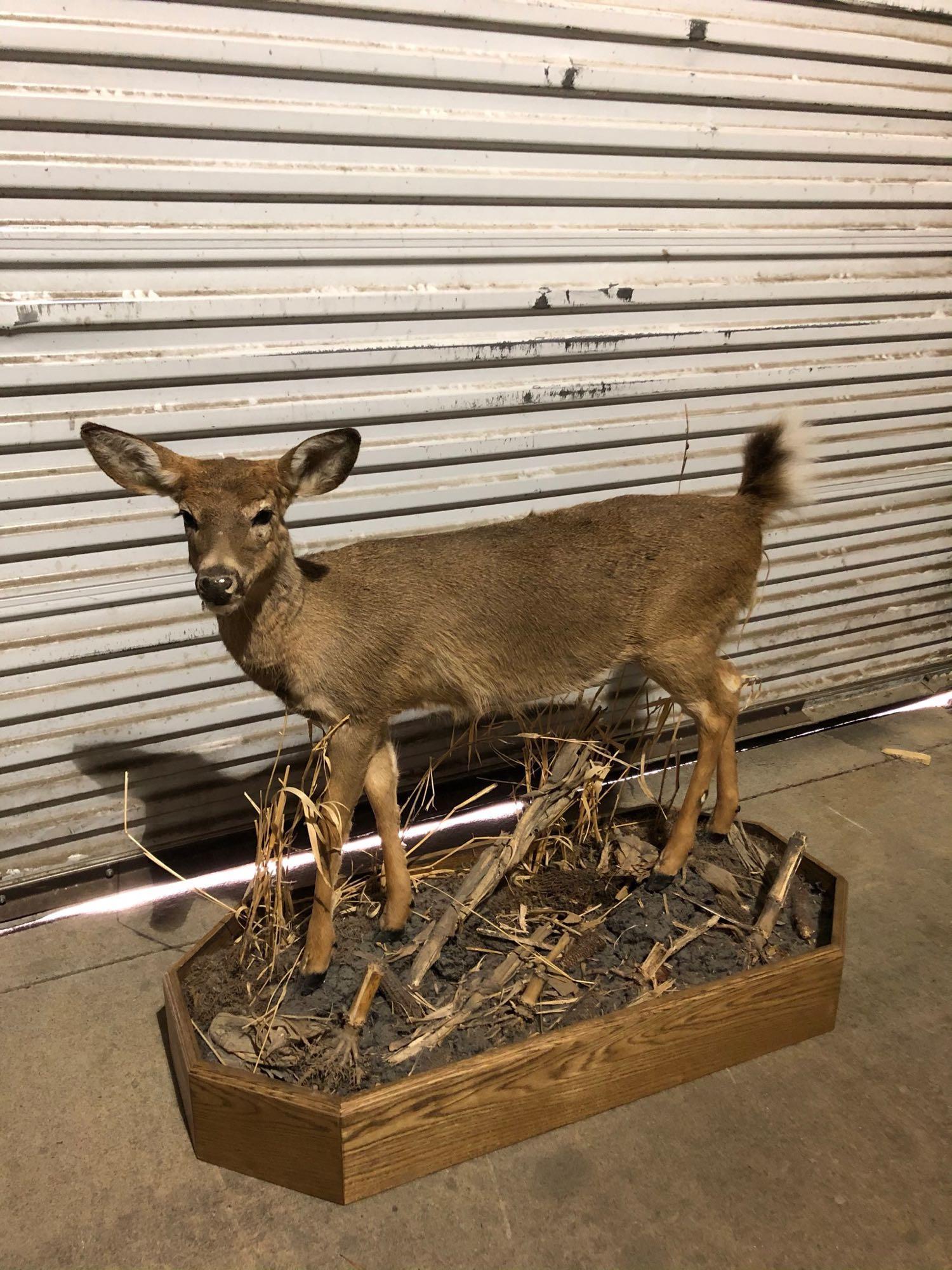 Full body white tail: Full body Whitetail doe