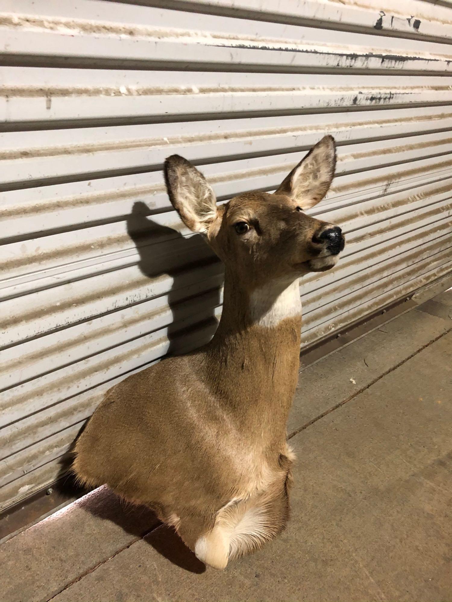 Whitetail: Whitetail doe shoulder mount