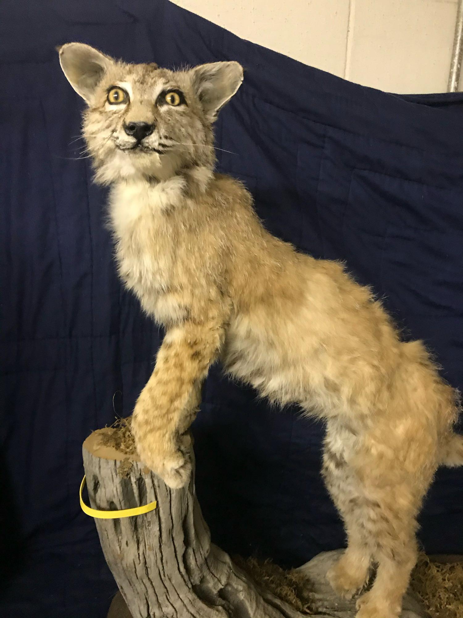 Lynx cat / Bobcat. 32â€ tall X 28 long on base: Lynx cat / Bobcat. 32” tall X 28 long on base