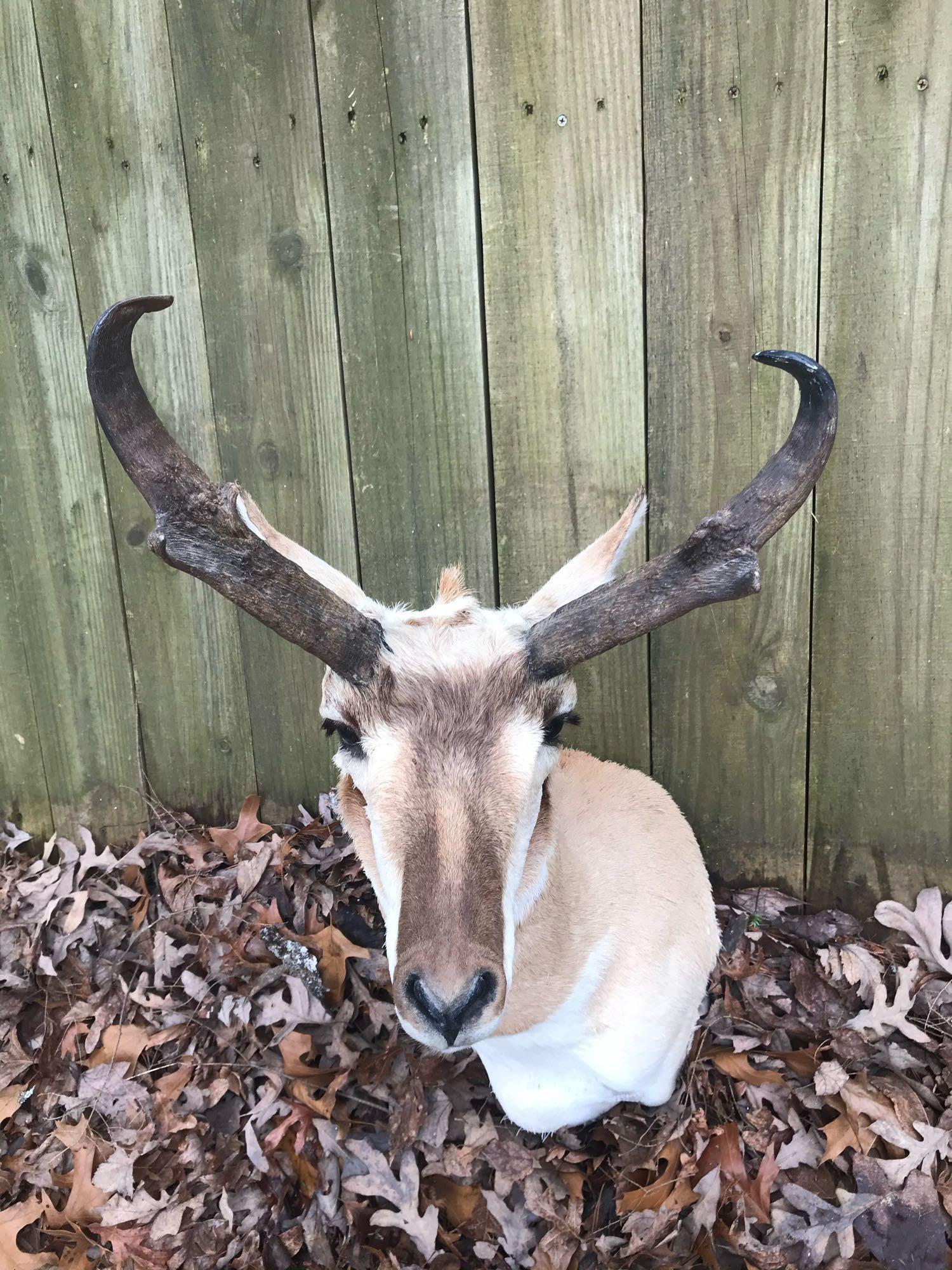 Outstanding, New, Pronghorn Antelope shoulder mount: .