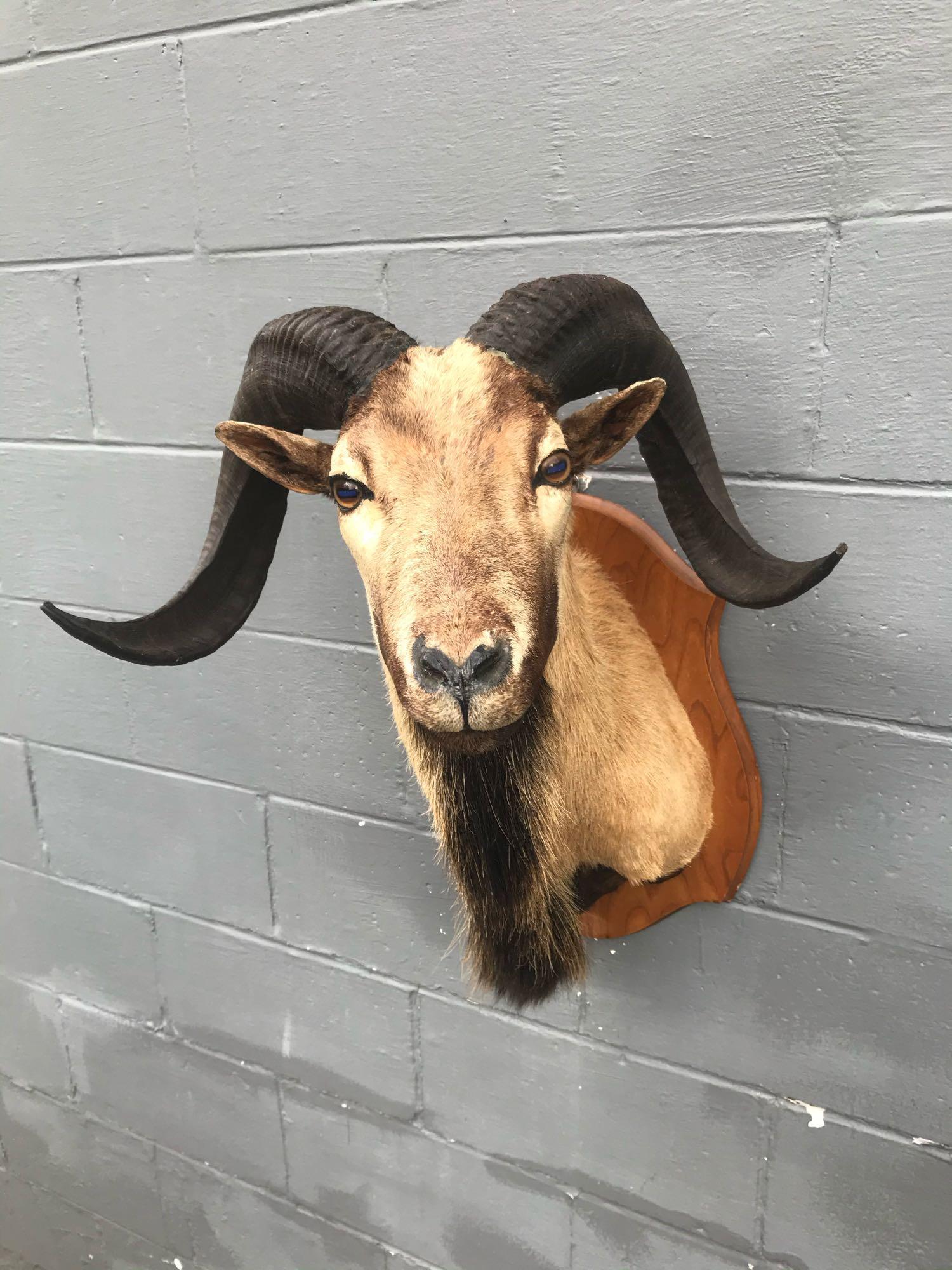 Nice Corsican Sheep/Ram shoulder mount- Big horns: .