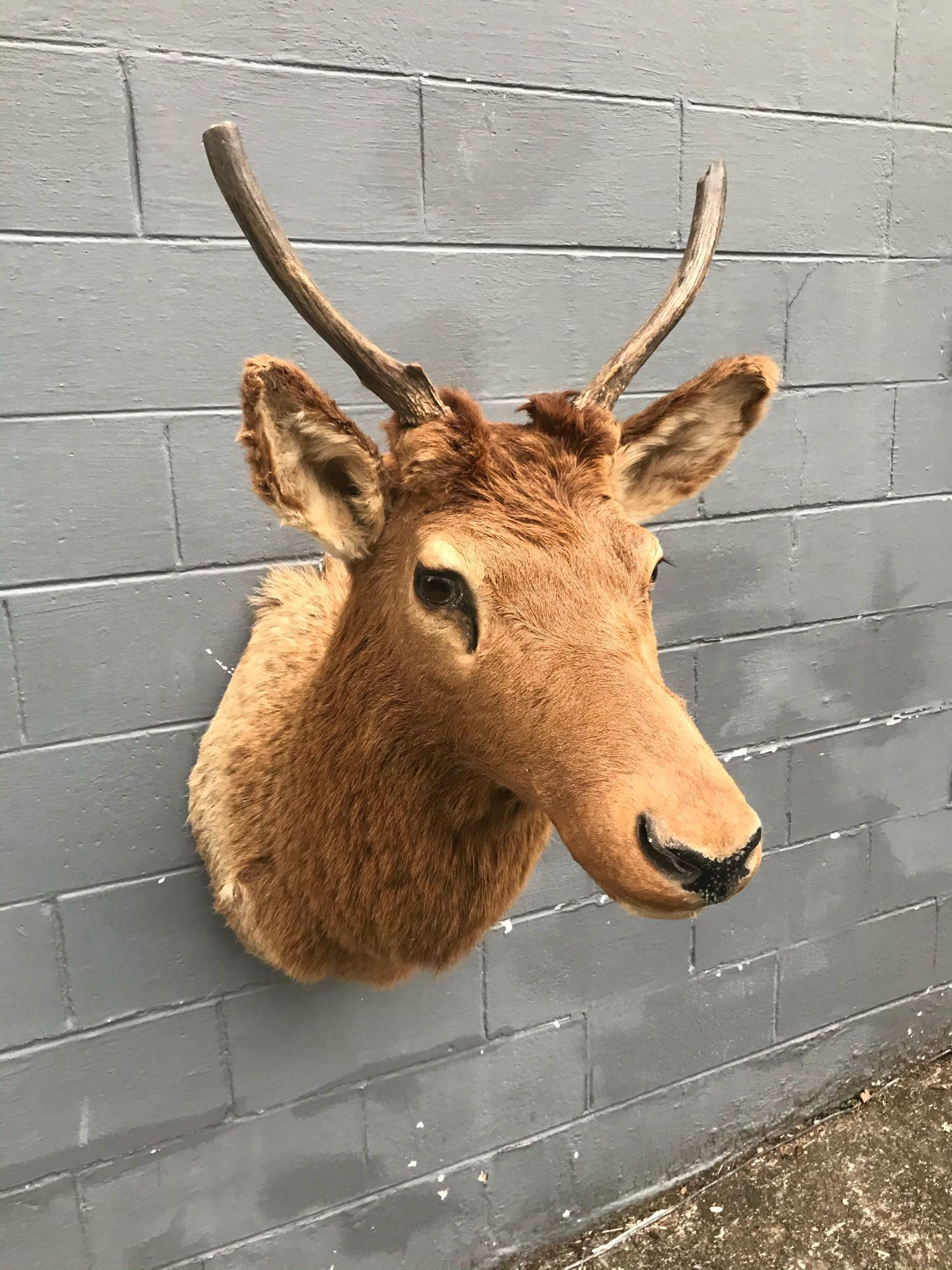 Elk Spike Shoulder mount 35â€ out from the wall abd: .