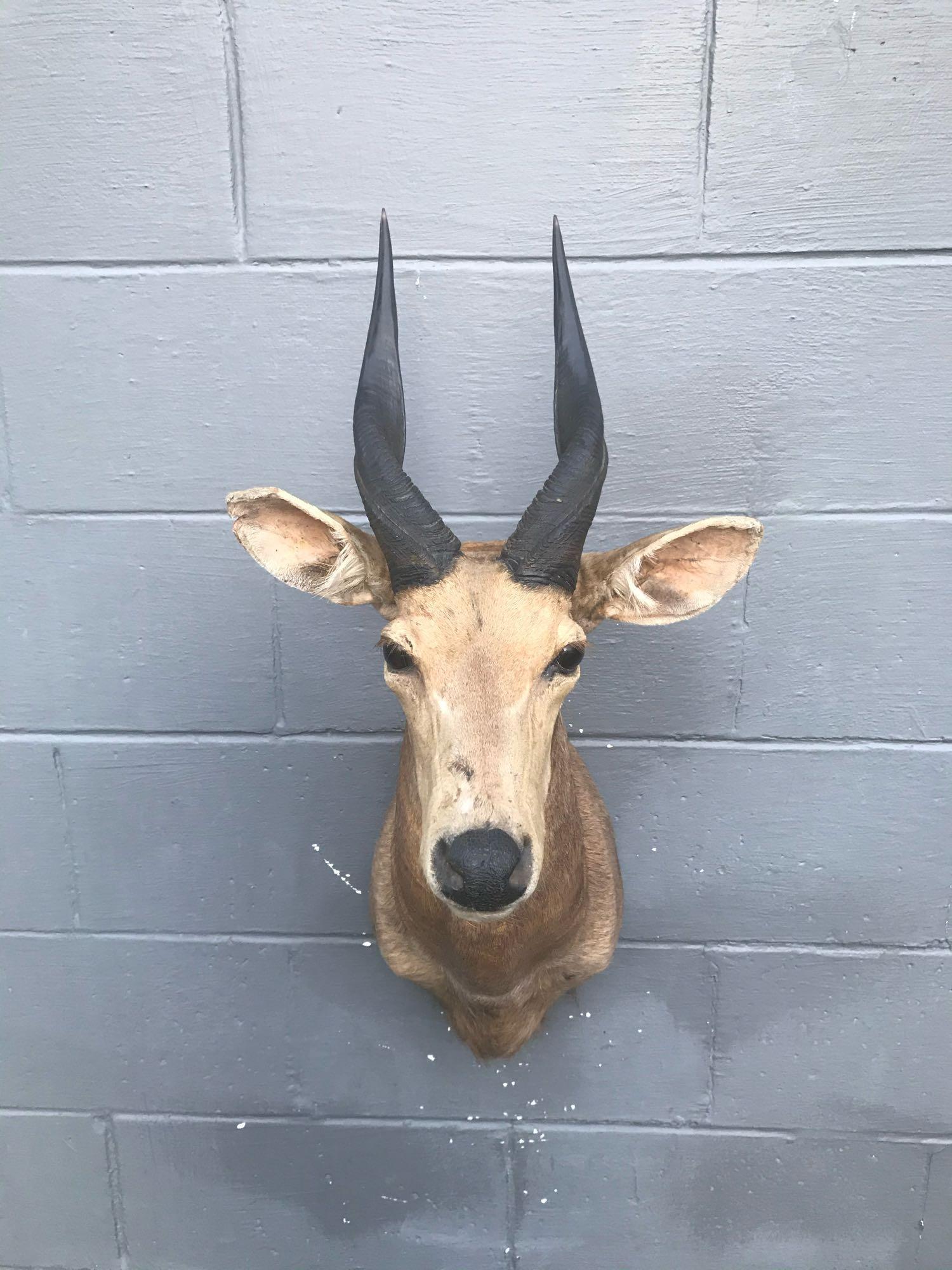 African Bushbuck shoulder mount , - horns 11 1/2â€: .