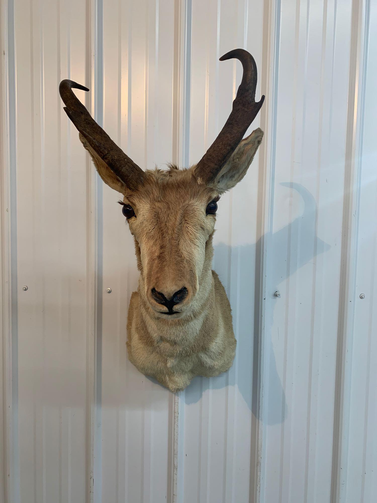 Pronghorn antelope: .