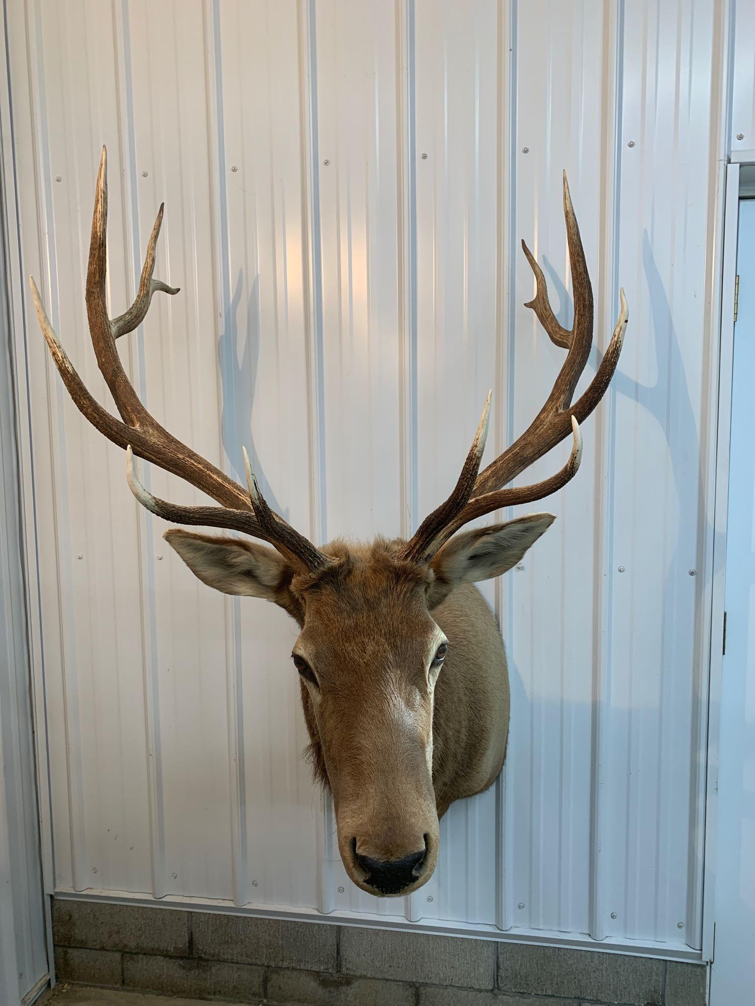 6 x 6 elk shoulder mount: .