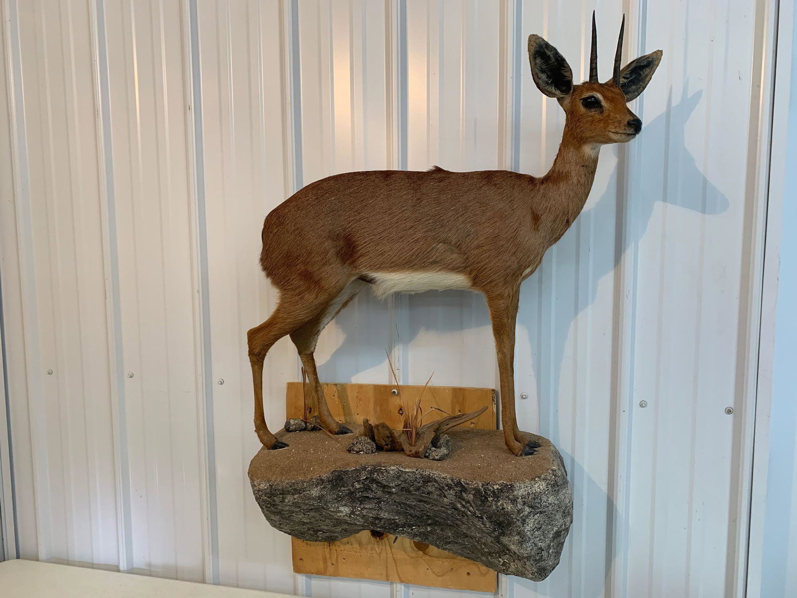 Life-size Steenbok: .