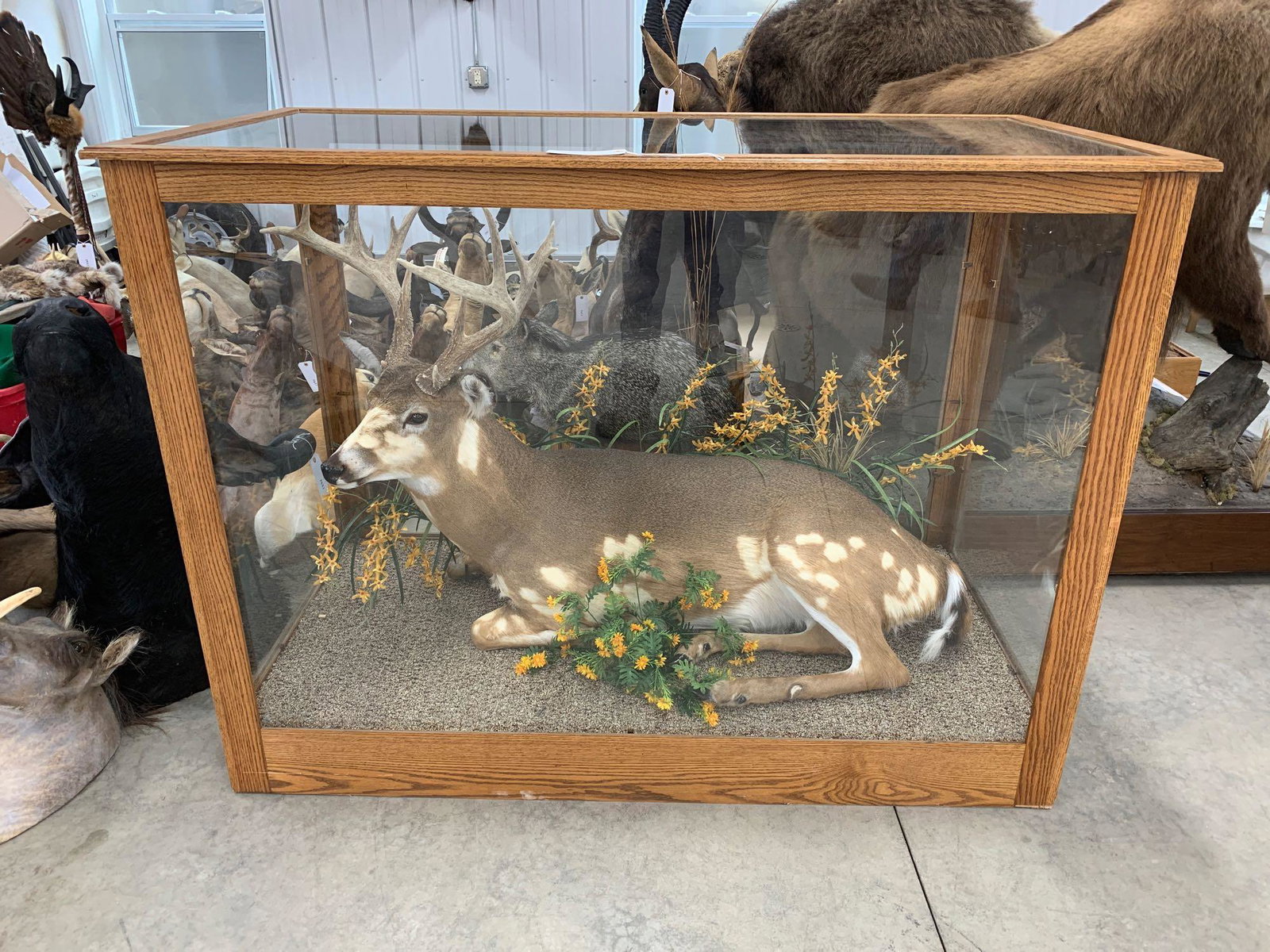 Life-size pie ball buck in a glass case: Really nice display and mount