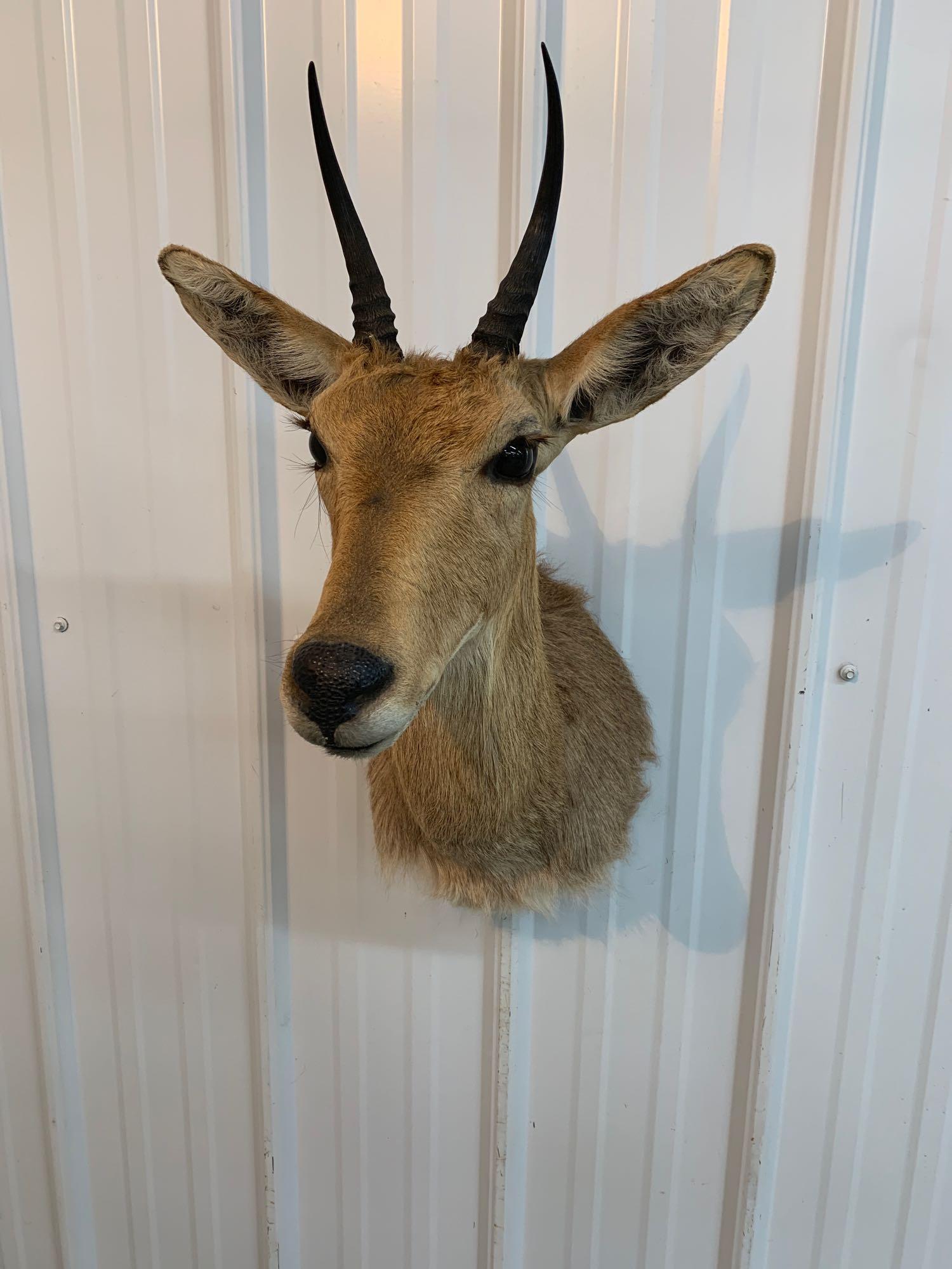 Nigerian Bohor Reedbuck: .