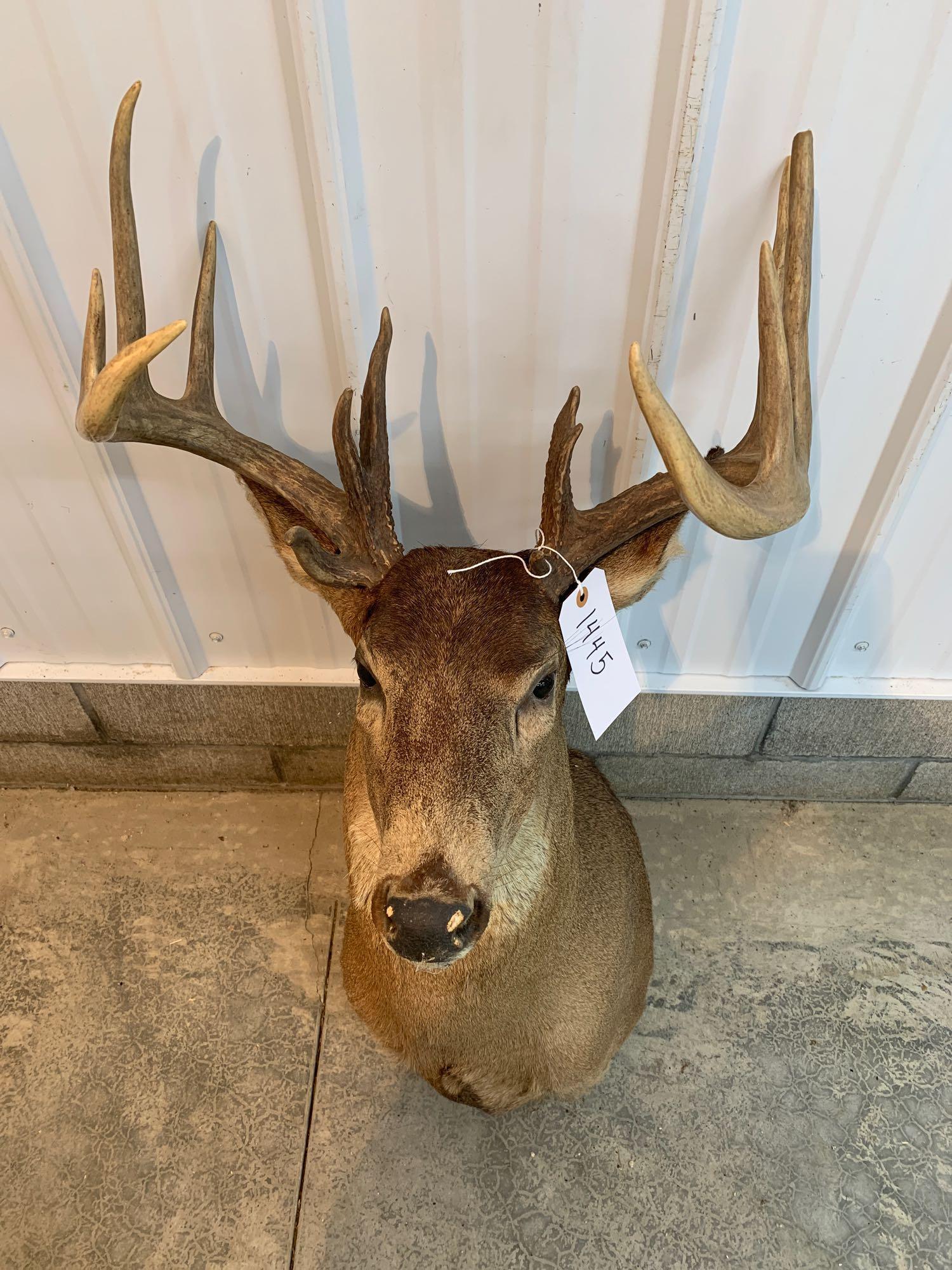 Whitetail shoulder mount: Whitetail shoulder mount 13 points