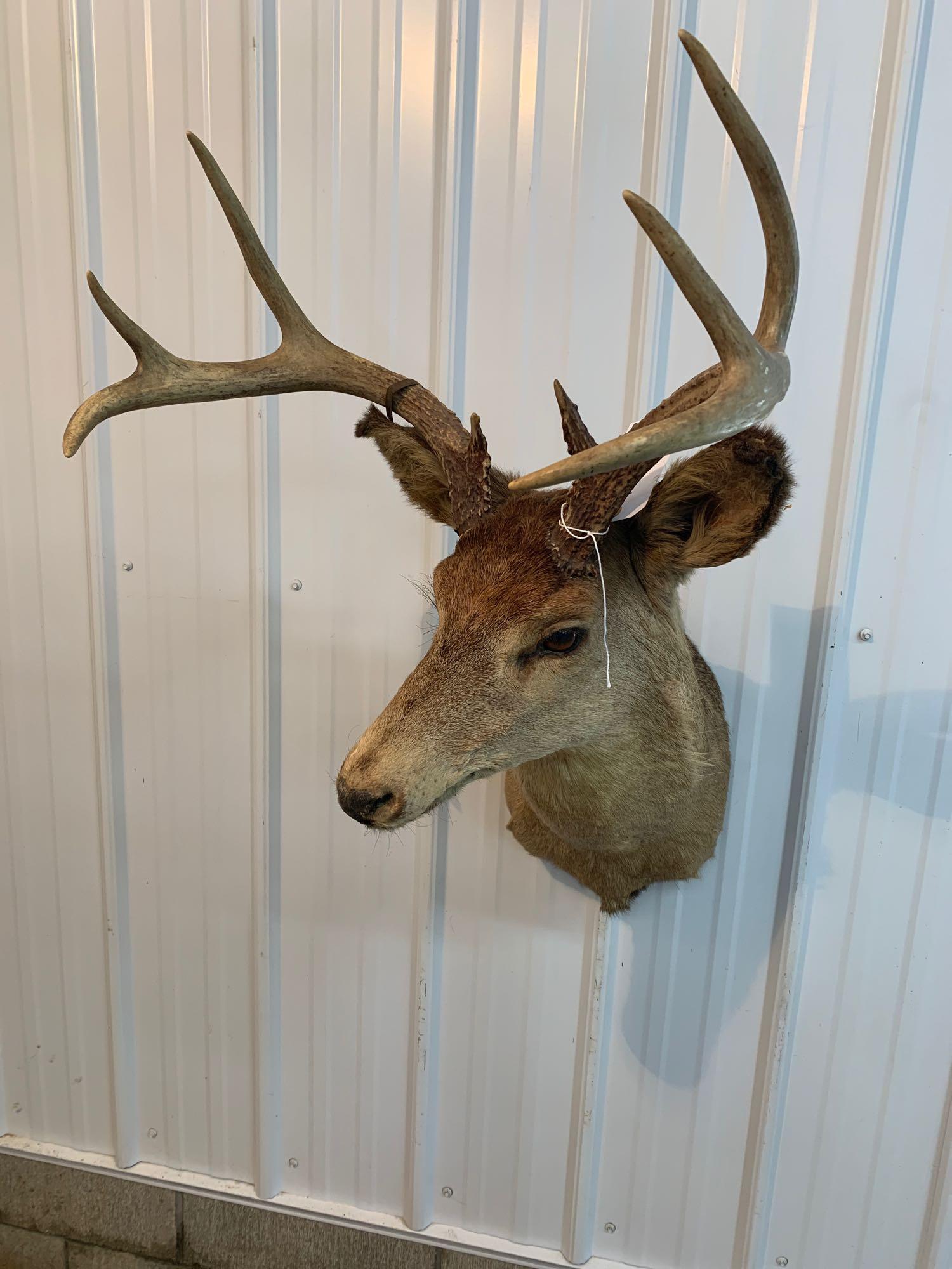 Whitetail shoulder mount: Whitetail shoulder mount very old mount