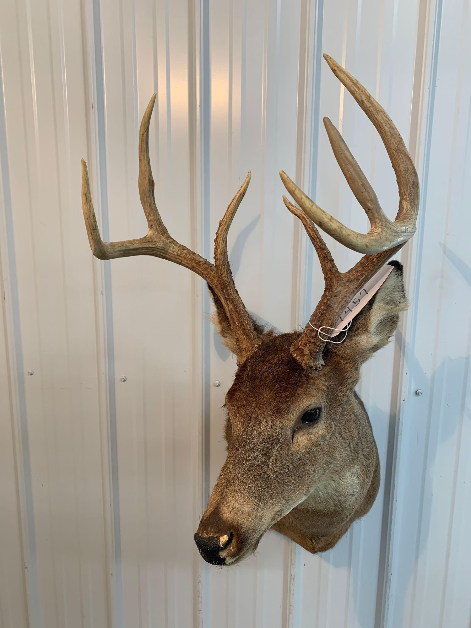 Whitetail shoulder mount: Seven point Whitetail tail shoulder mount