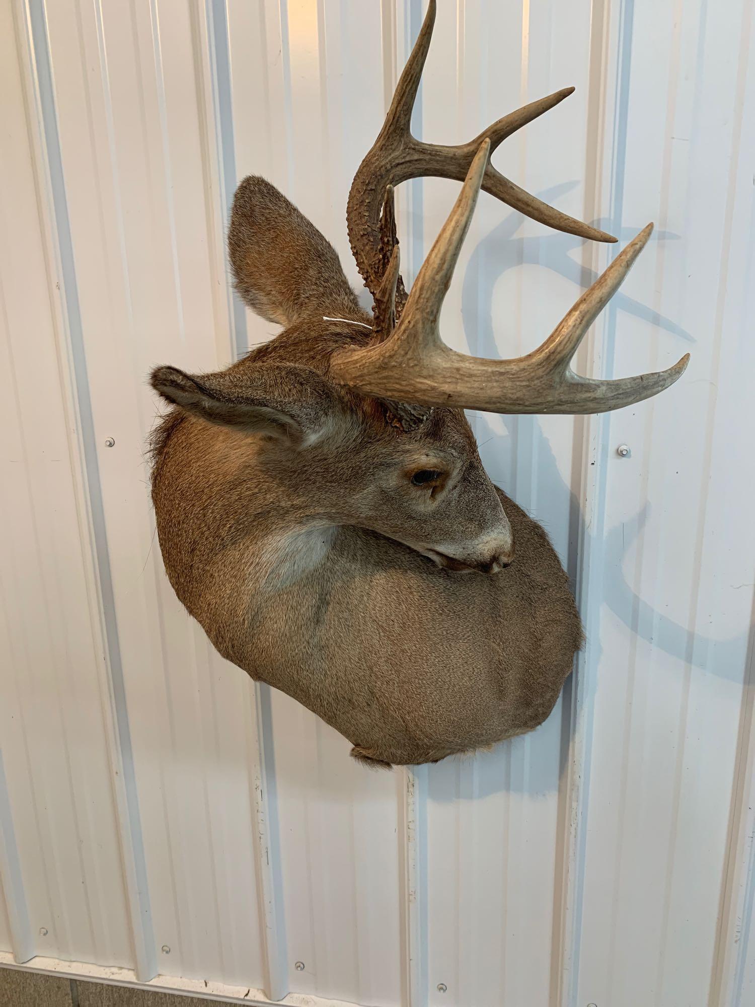 Whitetail shoulder mount: Eight point Whitetail shoulder mount
