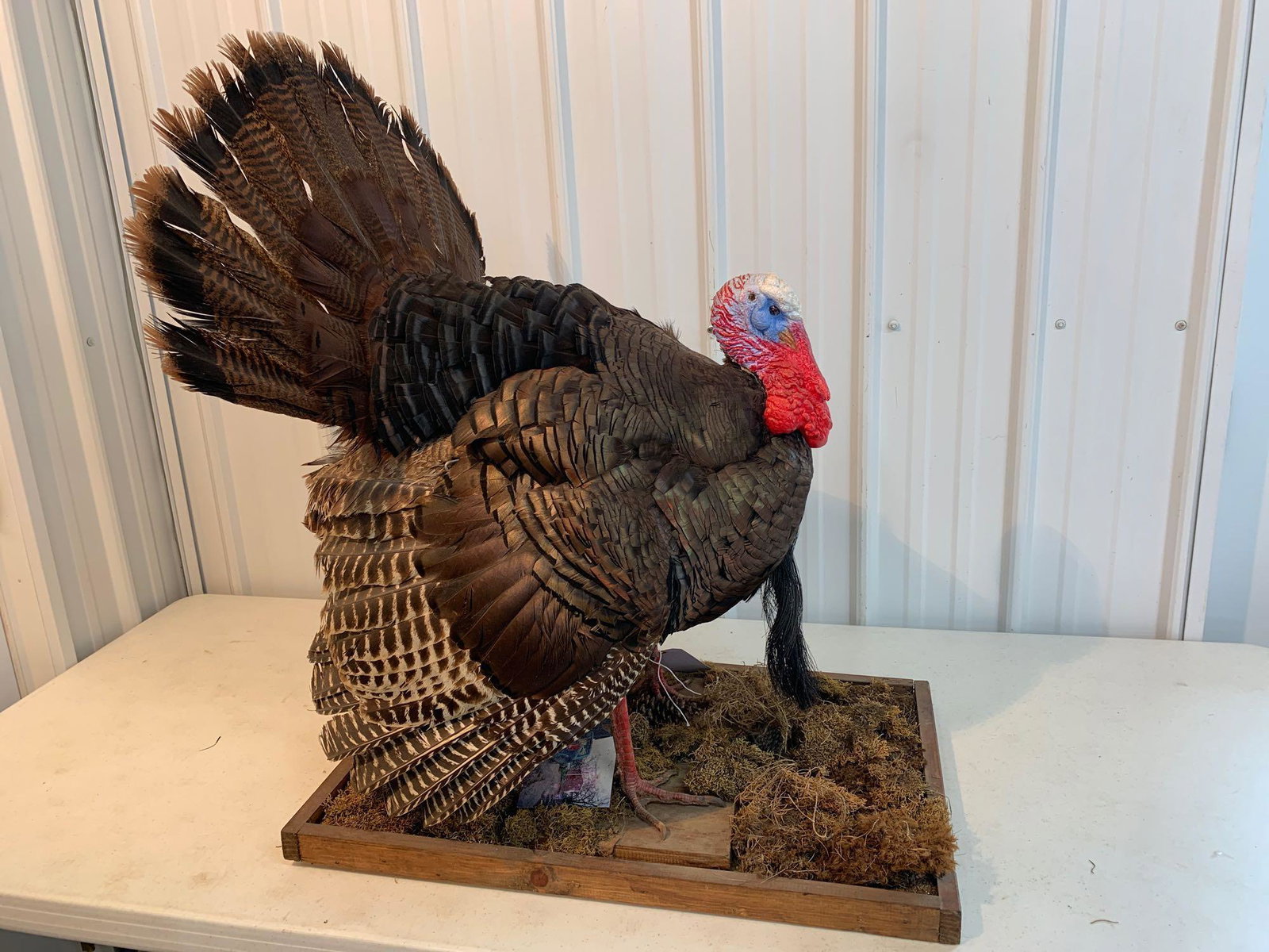 Life-size turkey mount in strut: .