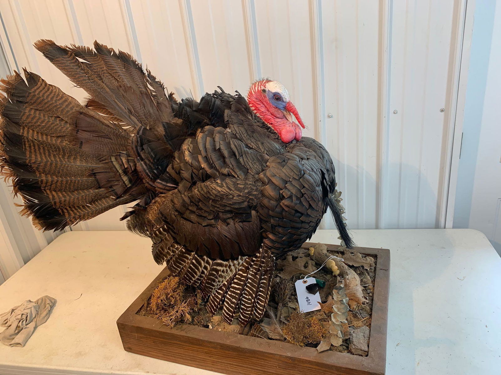 Life-size turkey mount: Rough condition