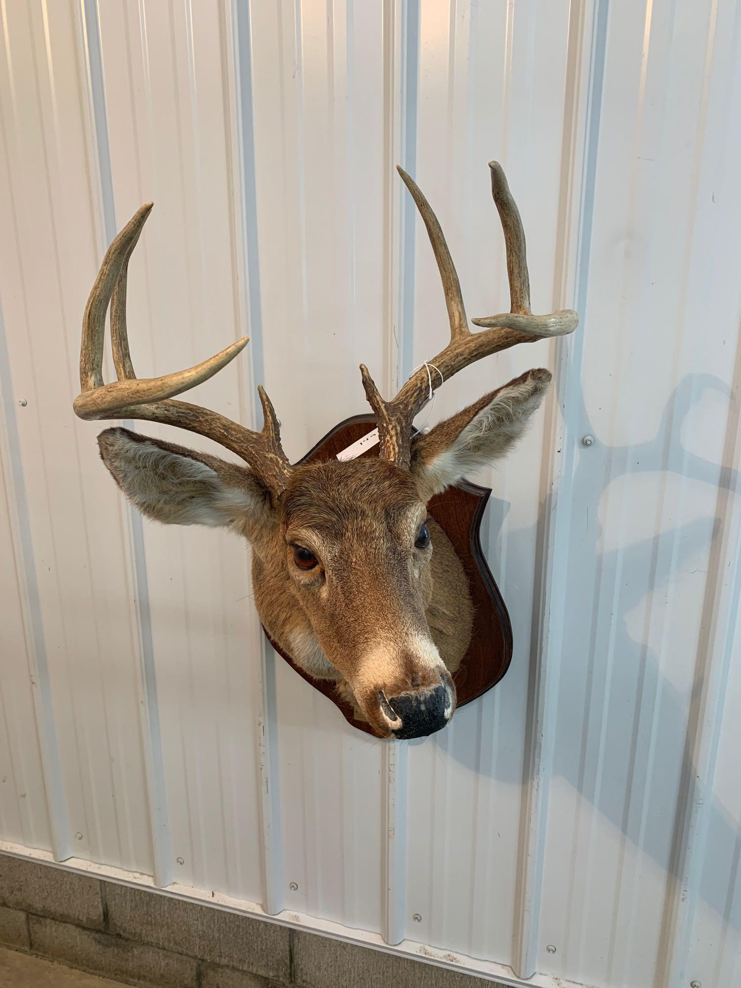 Whitetail shoulder mount: Eight point Whitetail shoulder mount rough condition