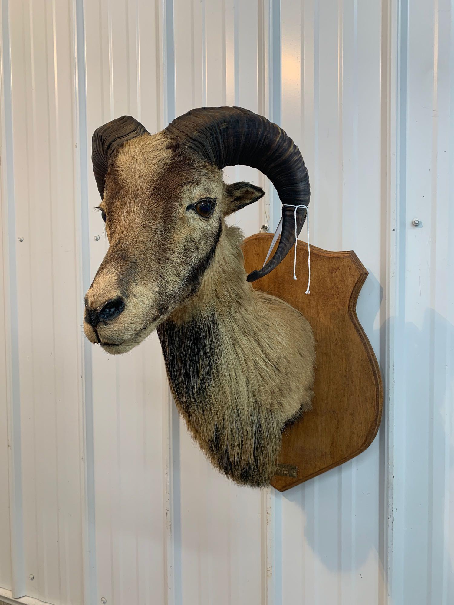 Ram shoulder mount: .