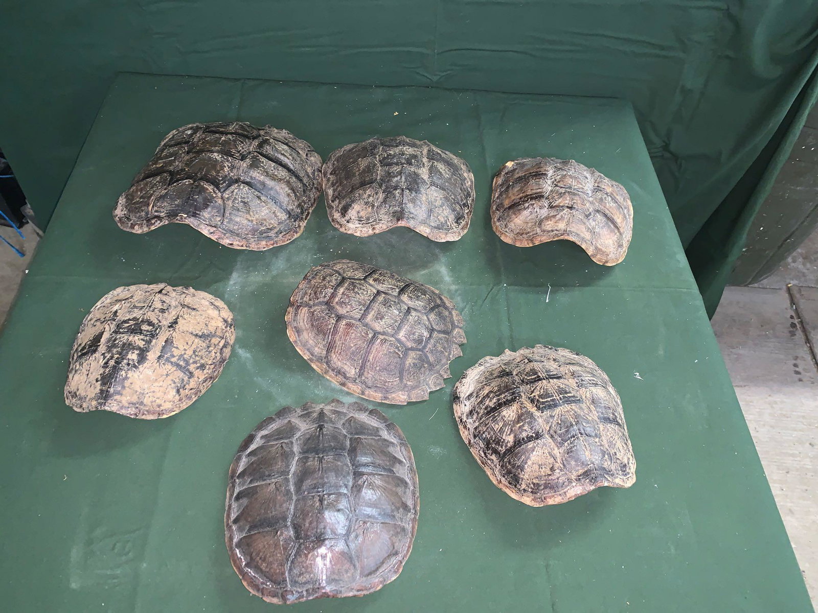 Seven turtle shells: .