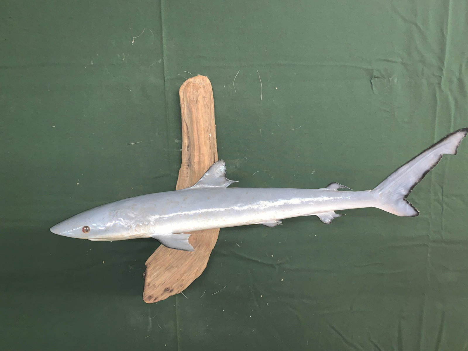 Small shark: .