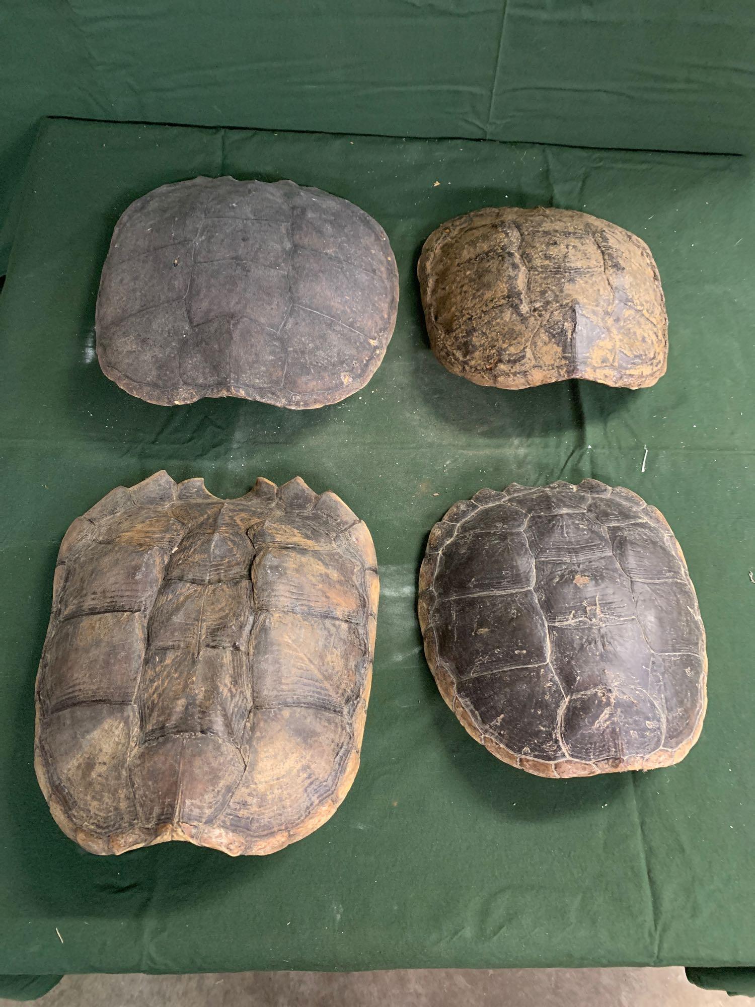 For turtle shells: .