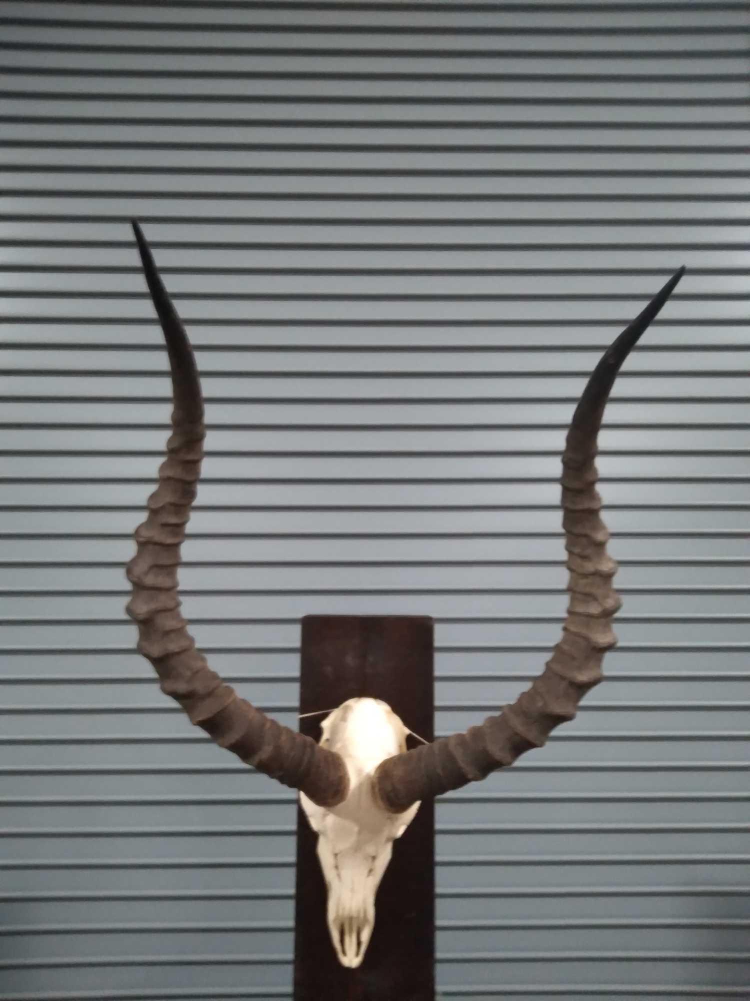 IMPALA EUROPEAN SKULL MOUNT: Nice bright white skull with a great set of horns