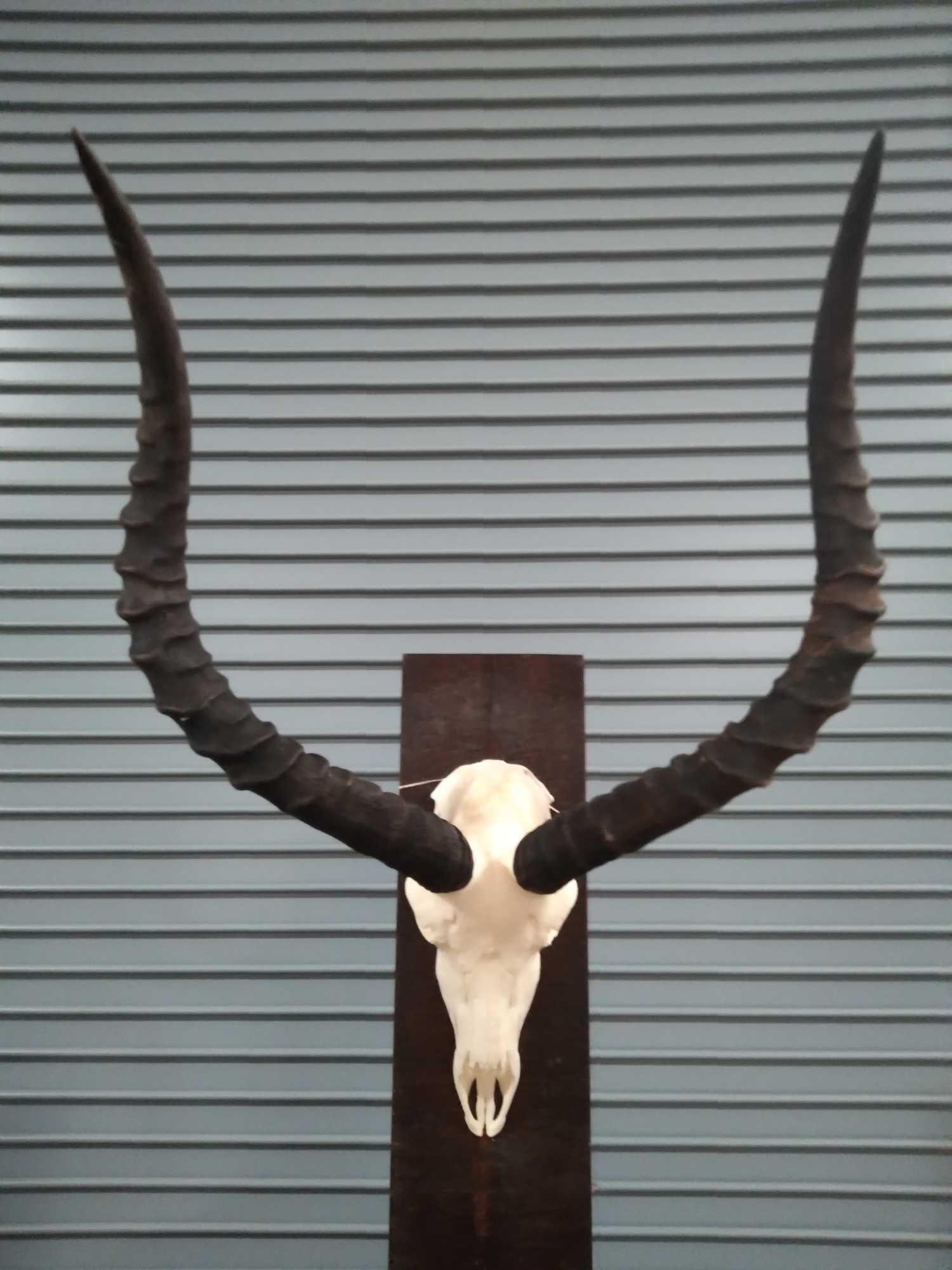 IMPALA EUROPEAN SKULL MOUNT: Bright white skull with a monster set of horns