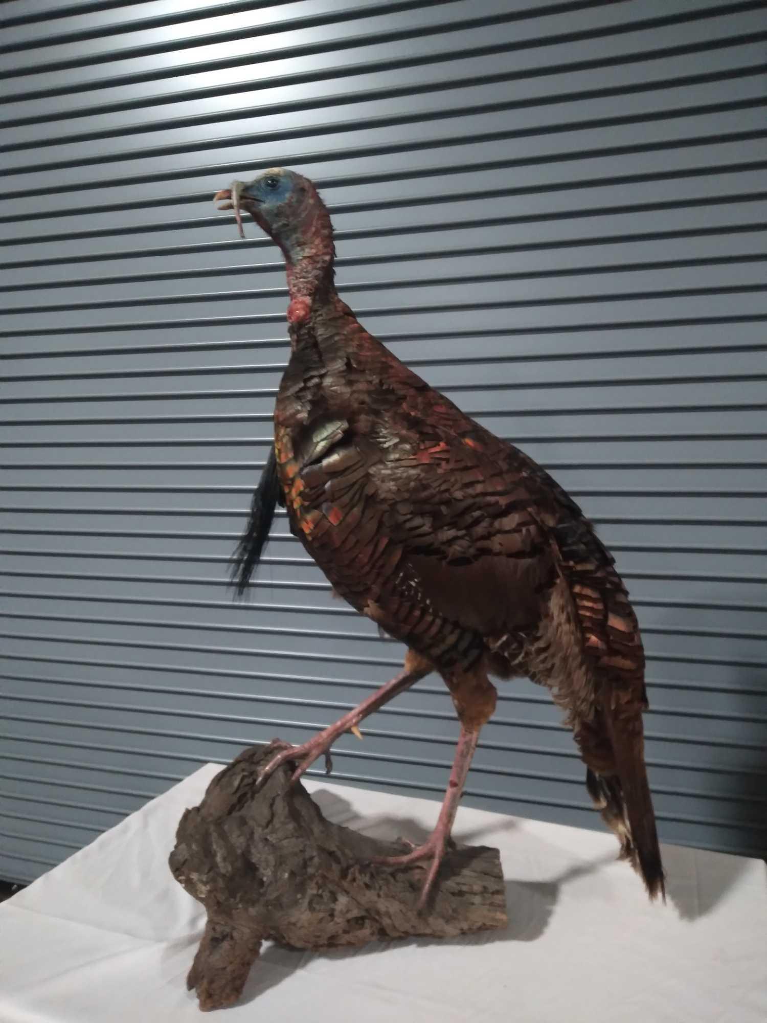 LIFE SIZE OSCEOLA TURKEY: Nice full body turkey