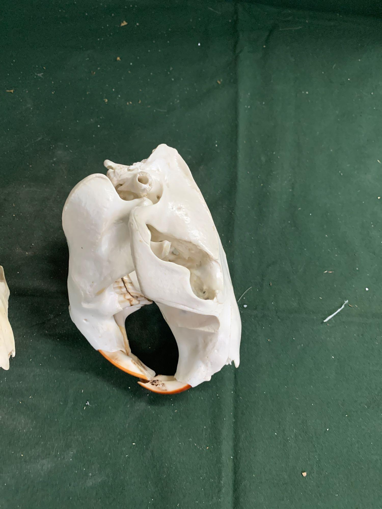 To beaver skulls for one money: .