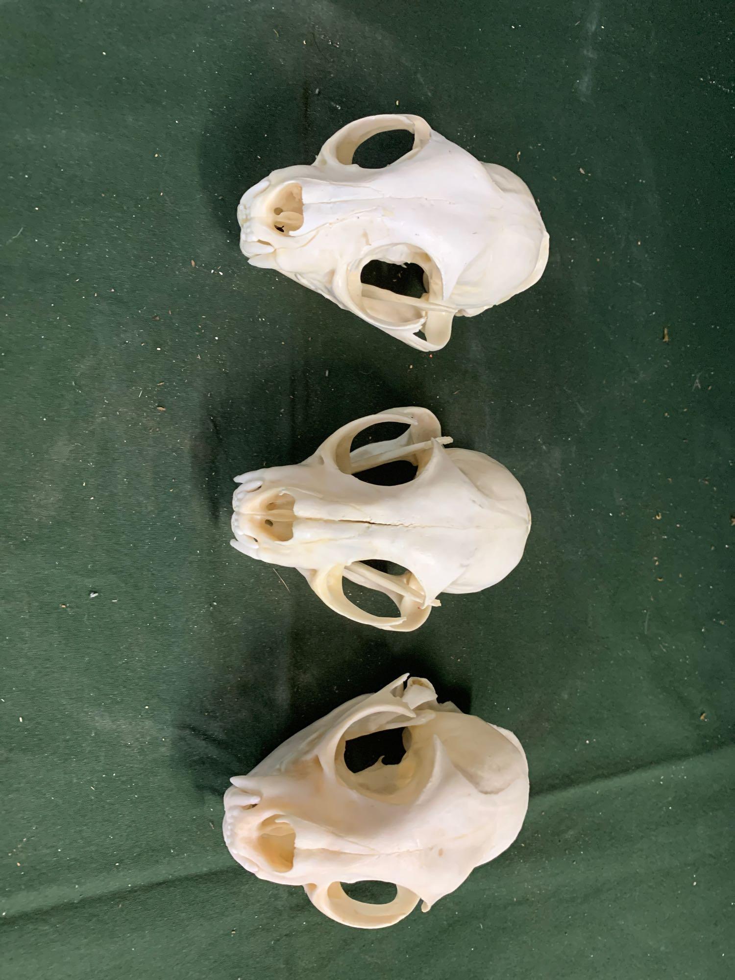 Three bobcat skulls all for one money: .