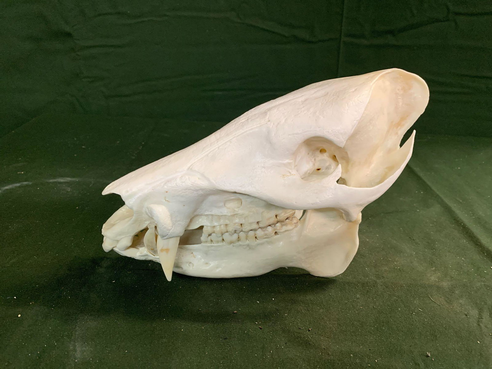 Havelina skull: 4 inches wide and 8 1/2 inch long