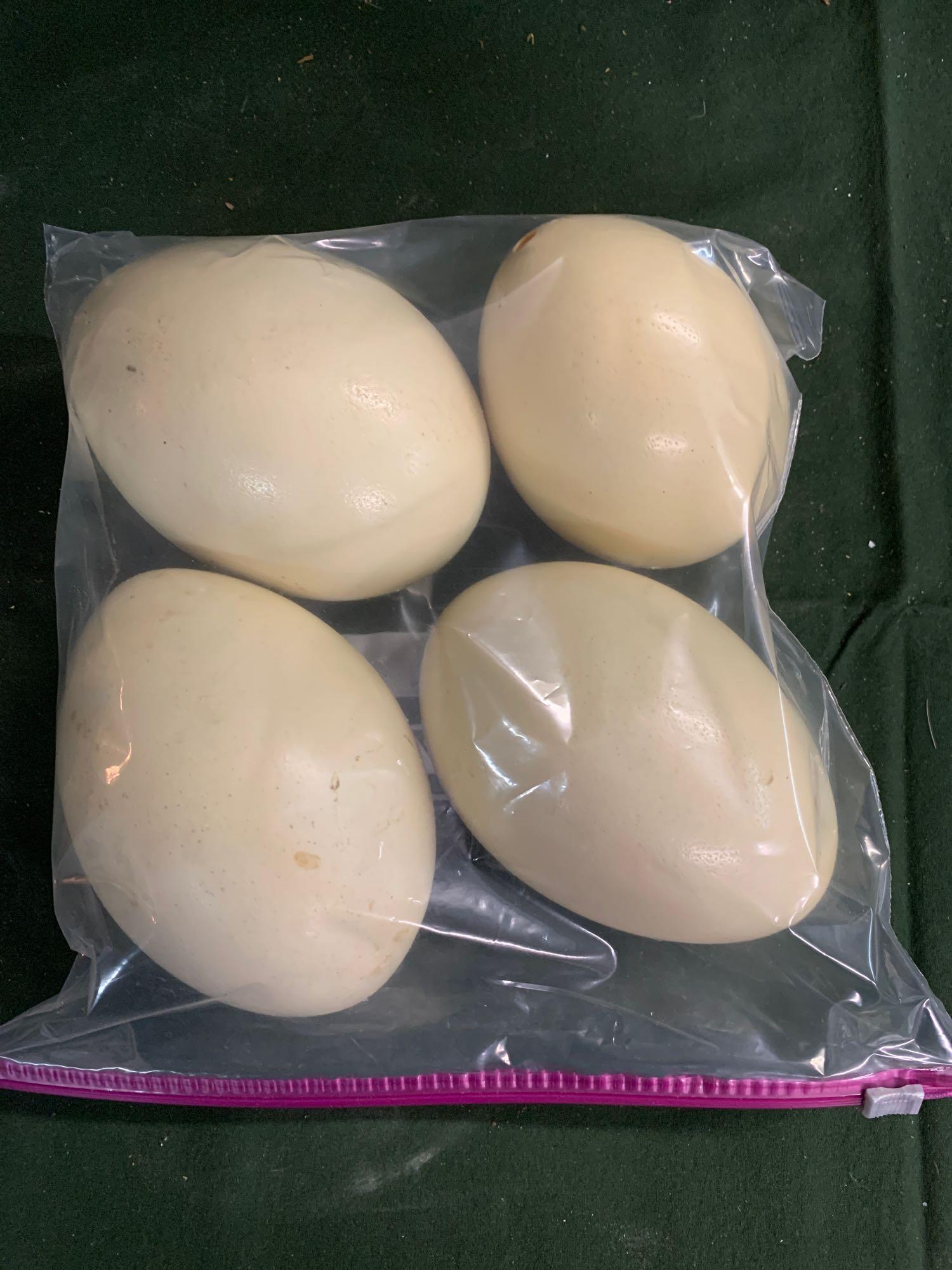 Rhea eggs: .