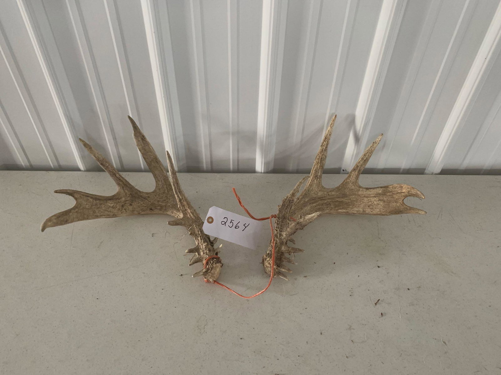 Whitetail sheds: Score 148 inches